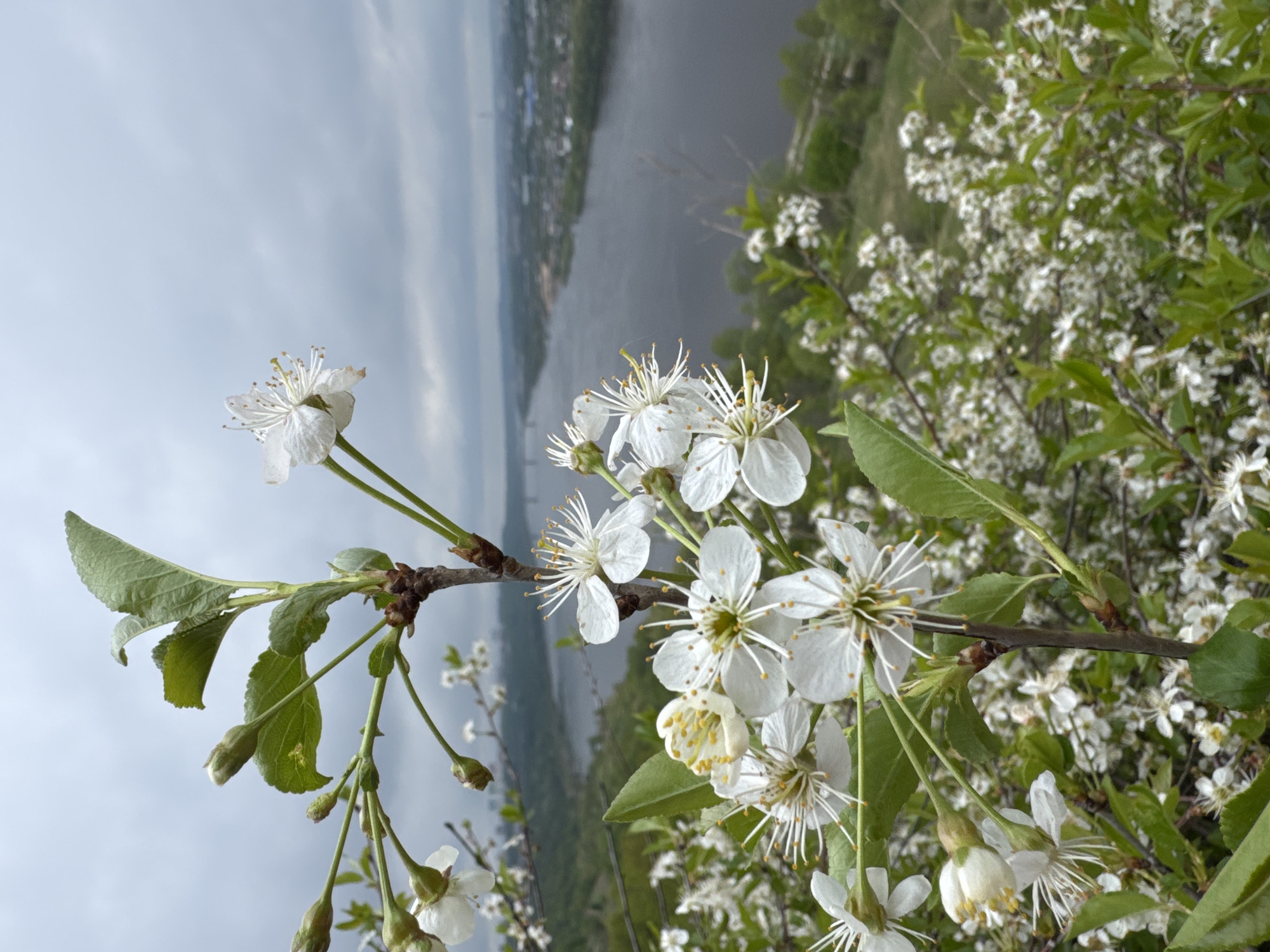 The image shows a close-up view of a flowering tree branch with white blossoms against a backdrop of a river and cityscape. The flowers are in various stages of bloom, with some fully open and others still in bud. Green leaves are visible among the blossoms. In the background, a wide river flows alongside a cityscape with buildings and trees. The sky is overcast and gray. The scene is situated in Nizhny Novgorod, Russia.