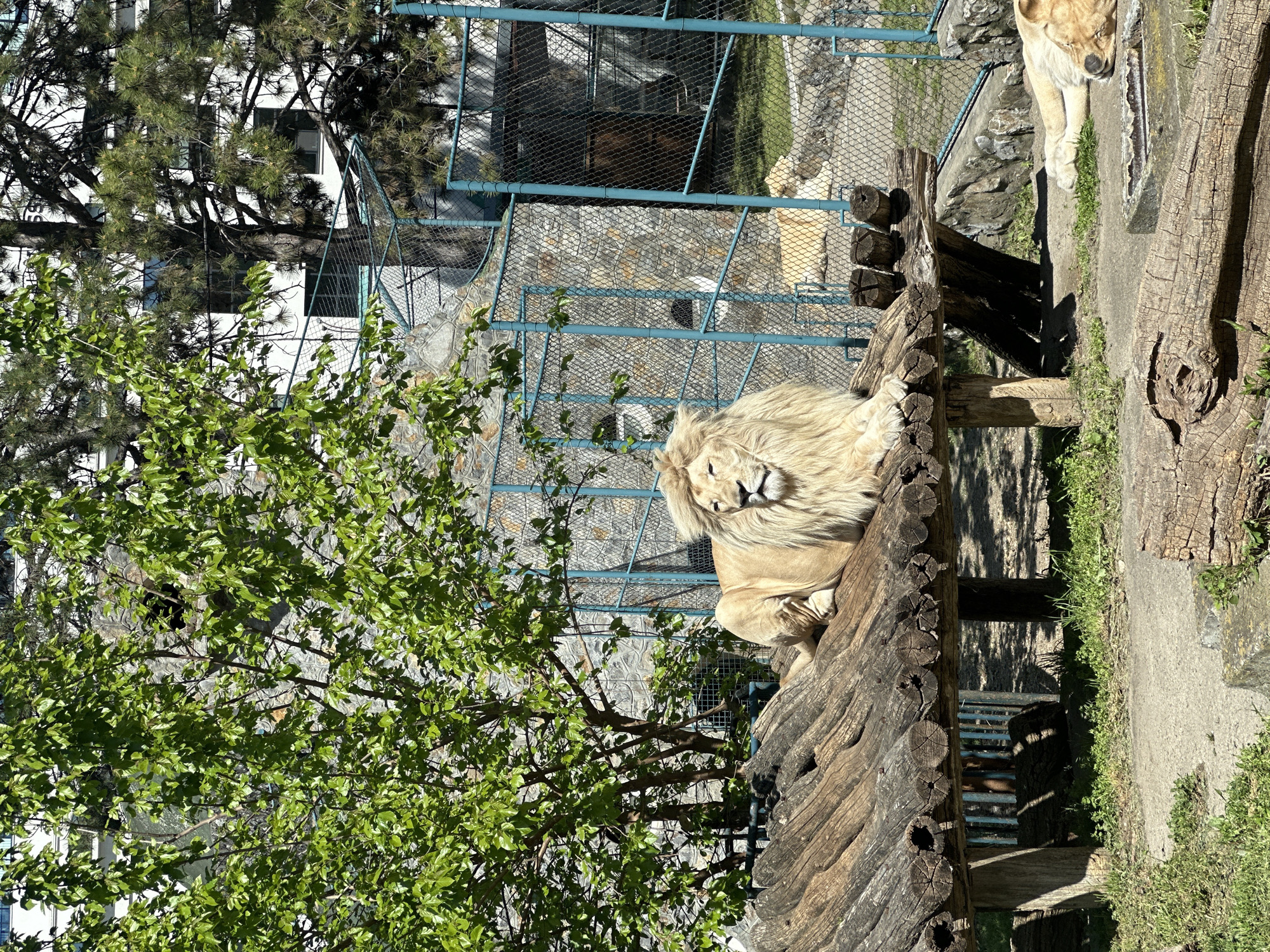 A medium shot captures a light-maned lion resting atop a wooden structure within a fenced enclosure. The setting is the Belgrade Zoo, Serbia. The lion is positioned on a wooden platform made of logs, with sections removed to create a textured surface. Another lion stands partially visible in the upper right corner. Beyond the enclosure, a building stands with visible windows, while green trees flank the view. The enclosure fence is blue, and the ground is a mix of concrete and grass. The lion is the central subject, situated on the elevated wooden platform.