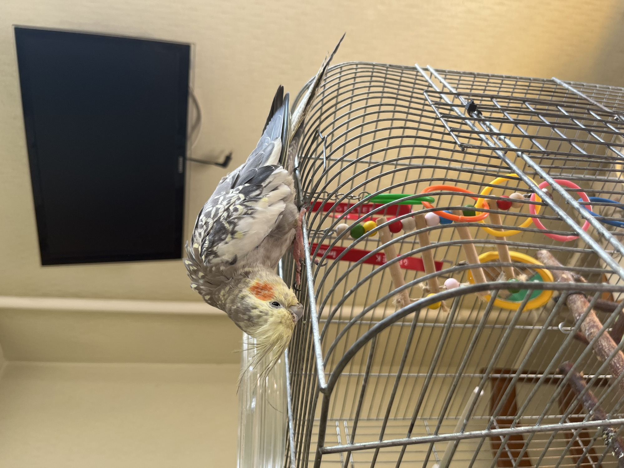 An adult cockatiel is perched on top of a silver metal birdcage, looking down with its head bent. The bird has gray and white feathers with yellow accents on its crest and orange patches on its cheeks. The cage is decorated with various colorful toys, including rings and wooden beads. In the background, a dark, flat-screen television is mounted on a light beige wall. The overall environment appears to be an indoor setting, possibly a home. The location of Ivanteyevka, Russia is not depicted in the image.