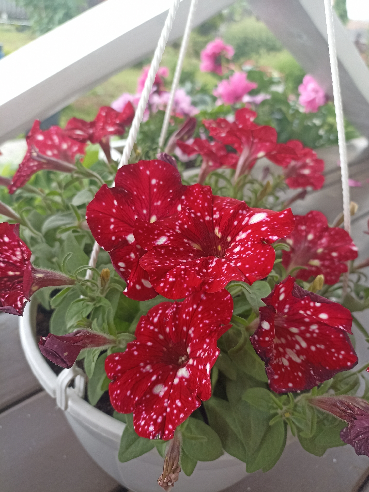 A close-up, eye-level shot shows a white plastic planter filled with blooming red petunias with white speckles. The petunias are in various stages of bloom, with some fully open and others still budding. The planter is hanging, with white rope visible at the top of the frame. In the background, out of focus, are pink flowers and greenery, suggesting an outdoor setting such as a balcony or garden. The ground below the planter appears to be a wooden deck. This scene could be located on a balcony or in a garden in the city of Shakhunya, Russia.