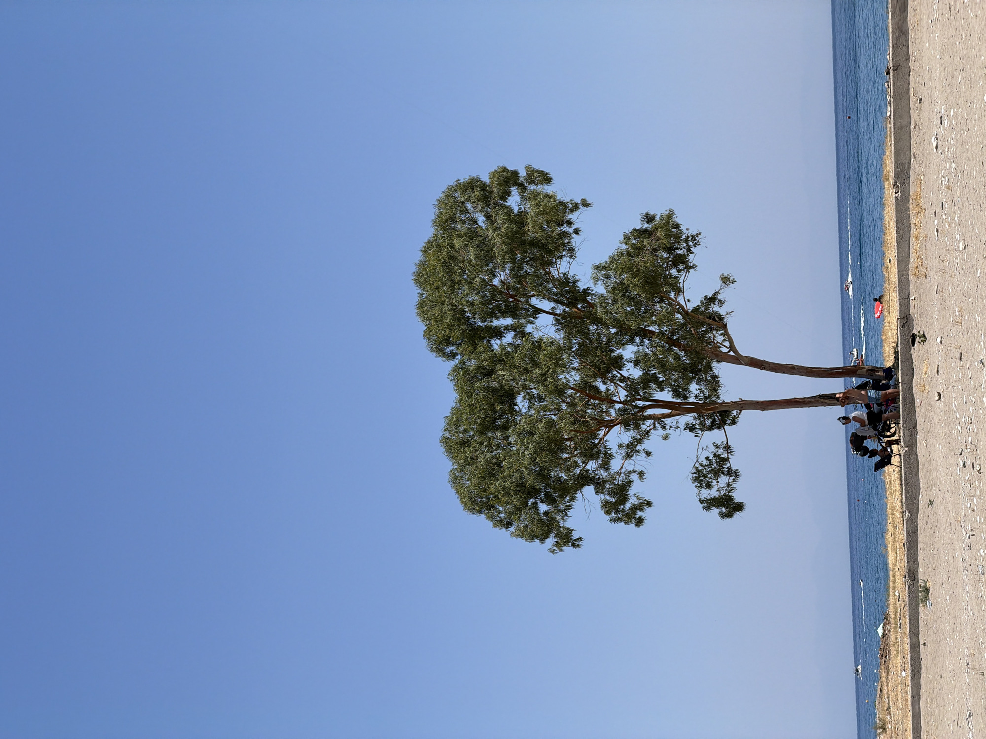 An outdoor, eye-level shot captures a sunny day at a beach in Kemer, Turkey. In the center of the frame, a large tree with lush green foliage stands tall against a clear, bright blue sky. The tree's branches spread wide, offering shade to a group of people seated beneath it. The people, appearing to be a mix of adults and children, are gathered around what looks like a picnic or a leisurely break. They are casually dressed, enjoying the cool shade.
The foreground of the image is a sandy beach, with a mix of light brown sand and small pebbles. A low concrete barrier runs horizontally across the middle ground, separating the sandy shore from a strip of dry grass and scattered debris. Beyond this barrier is the calm, blue sea, stretching out to the horizon. Several boats, including what appear to be jet skis and a larger recreational boat, are visible on the water, leaving white trails in their wake. The overall atmosphere is one of a relaxed summer day at the seaside.