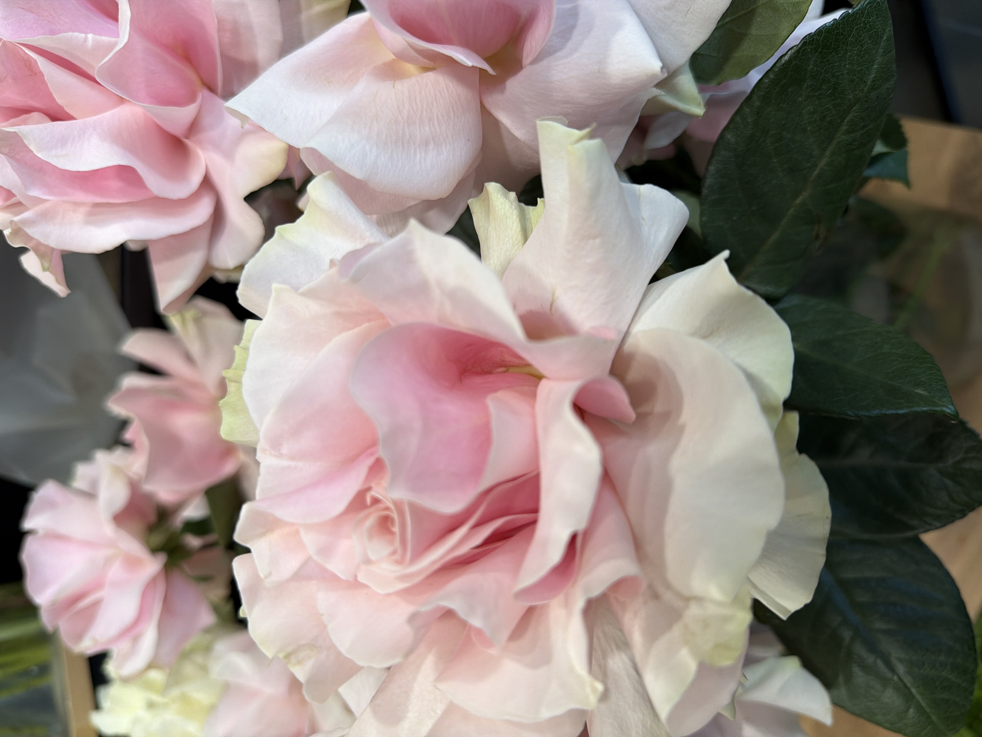 This is a close-up, shallow depth-of-field photograph of several light pink and white roses. The roses are in full bloom, with many layered petals. Some petals have a deeper pink hue in their centers, while others are a soft white with hints of yellow at their base. Dark green leaves are visible interspersed among the flowers, providing a contrast to the delicate colors of the petals. The lighting appears soft and diffused, highlighting the texture and form of the rose petals. There is no visible text in the image. The scene evokes a feeling of softness, beauty, and perhaps a sense of delicate elegance, common associations with roses. The setting is unclear, but it appears to be an indoor arrangement or a bouquet.