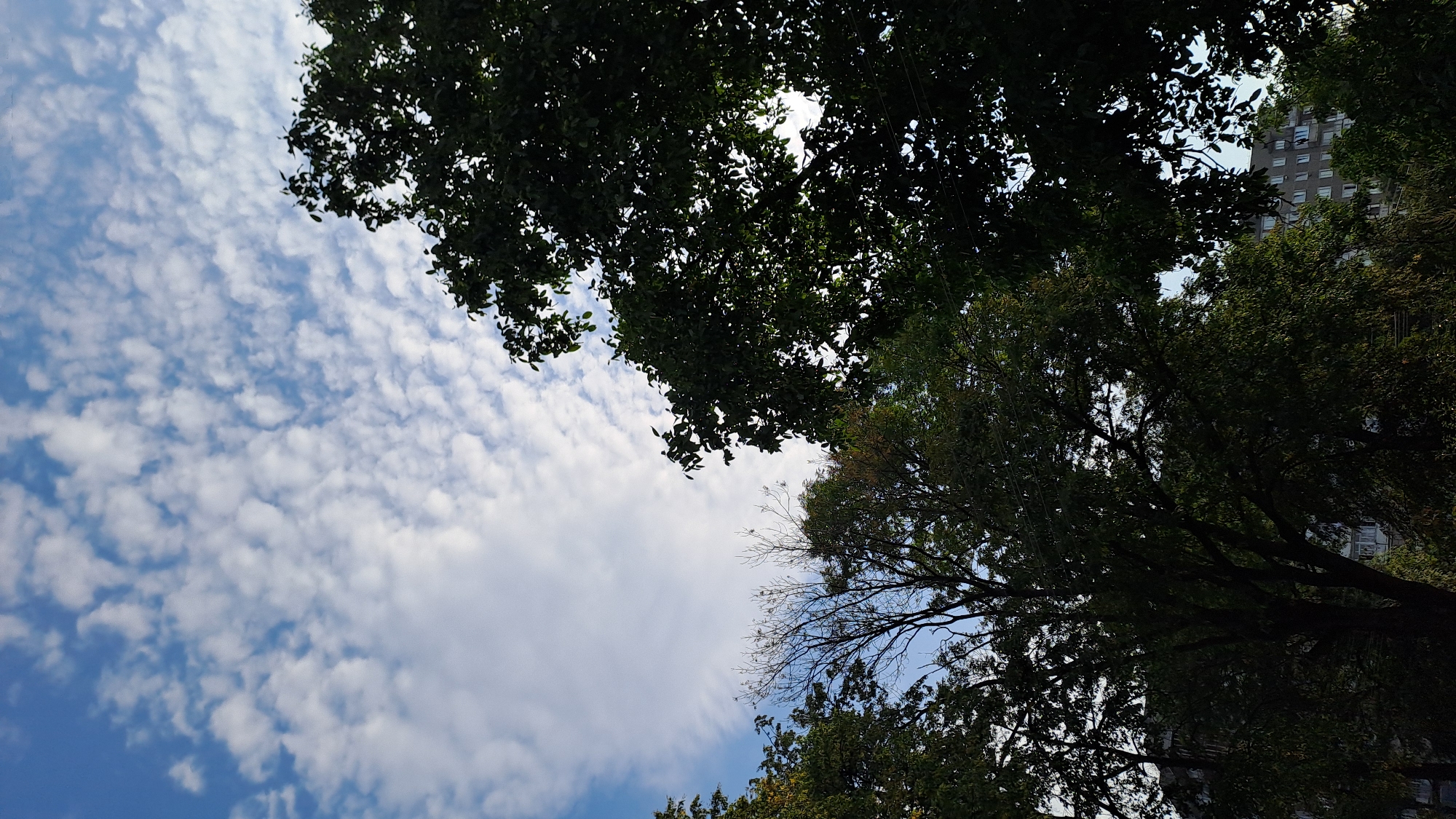 The image is a vertical, outdoor, low-angle shot looking up at a cloudy blue sky and the tops of trees in Kolomyia, Ukraine. The trees, predominantly green with some bare branches visible, are in the foreground and midground, silhouetted against the sky. In the background, a multi-story apartment building with numerous windows is partially visible through the foliage. The sky is filled with scattered, fluffy white clouds. No people or animals are present in the frame.