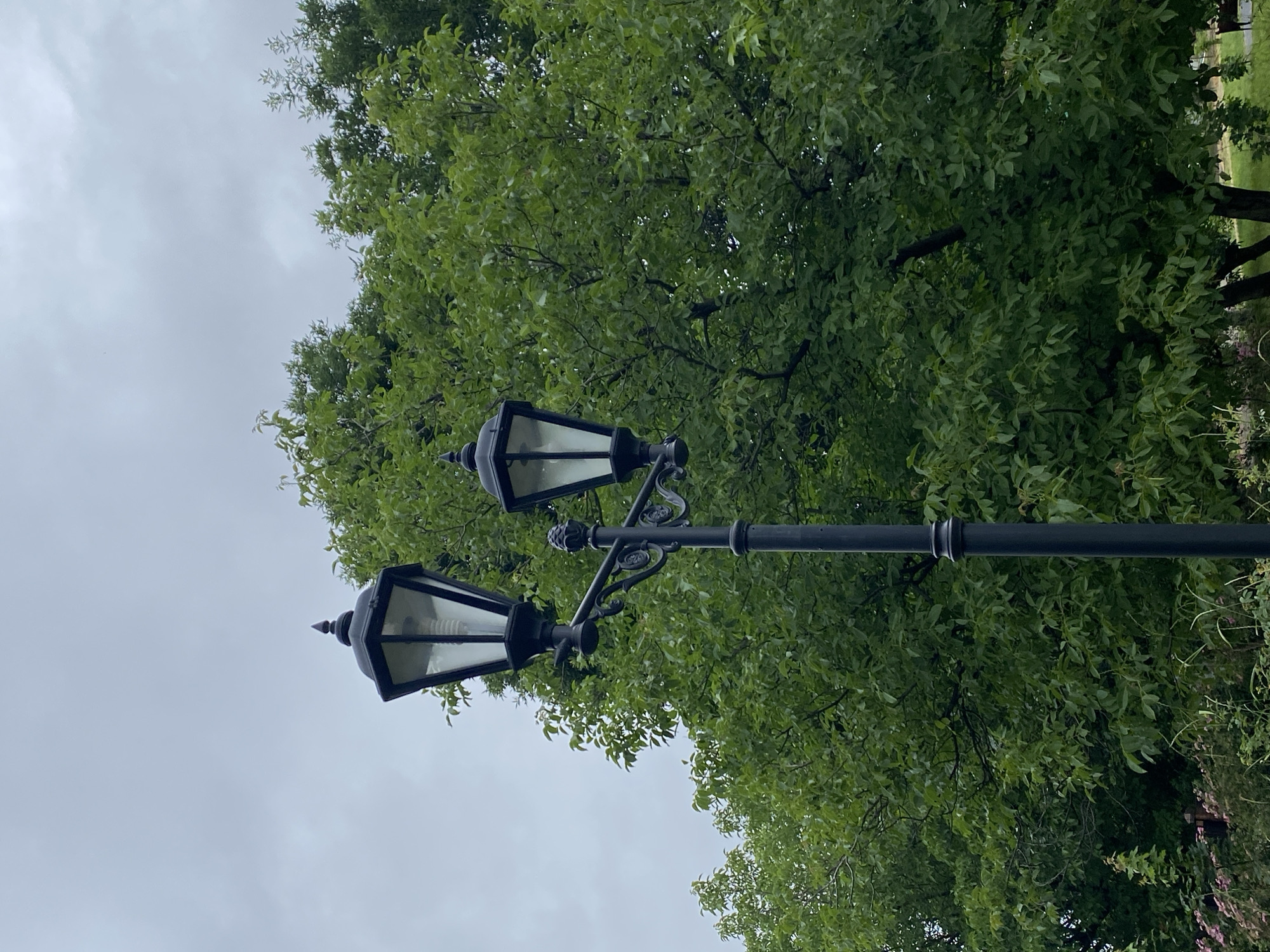 A black, double-headed lamppost stands tall in the foreground, its ornate design featuring decorative scrollwork and finials. The lamppost is positioned in front of a dense, vibrant green tree, its leaves forming a lush canopy that fills the mid-ground of the image. The sky above is overcast and grey, suggesting a cloudy day. In the lower left corner, hints of pink flowers and tall grass add a touch of natural detail to the scene. The overall setting appears to be a park or a garden area within the city of Zapadny, Russia.