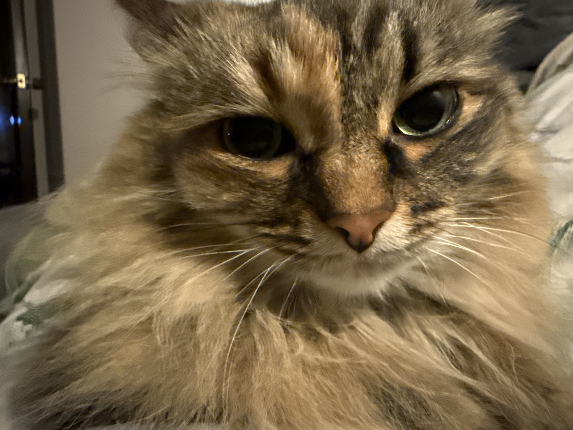 The image is a close-up shot of a long-haired cat. The cat has brown, tan, and gray fur, and green eyes. The cat's face is the main focus of the image, with its nose slightly off-center. The background is blurry and appears to be a bed or other soft surface. The location is not identifiable.