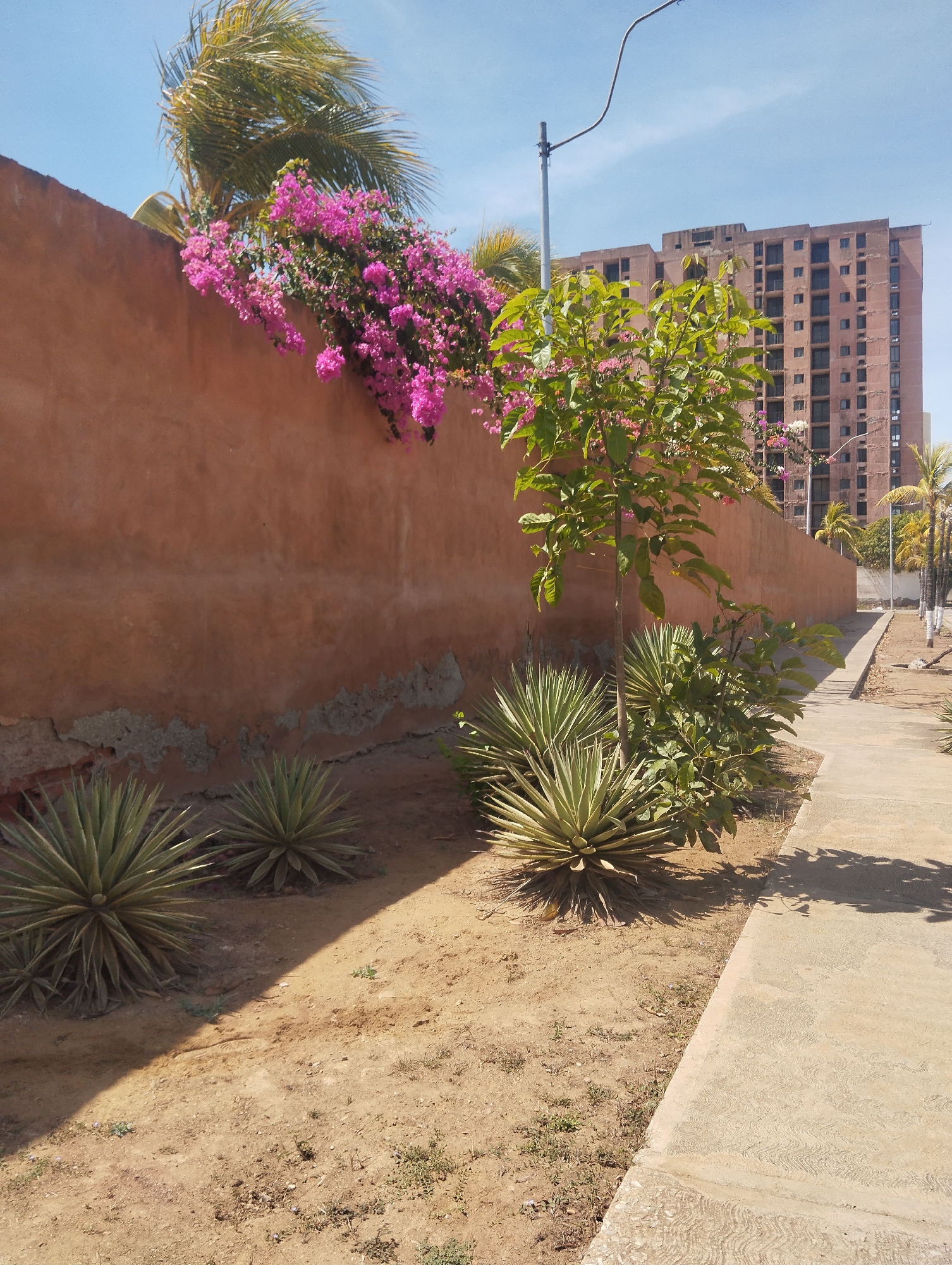 The image depicts a street scene in Porlamar, Venezuela. A tall, weathered, peach-colored wall runs along the left side of the frame. Bougainvillea with vibrant pink flowers cascades over the top of the wall, partially obscuring a palm tree behind it. At the base of the wall, there are three agave plants in a patch of dry, sandy soil. A small tree with green leaves and some pink flowers grows among the agave. To the right of the plants is a concrete sidewalk, edged with a concrete curb. Shadows of trees or structures are cast on the sidewalk. In the background, a tall, multi-story building is visible, and a street lamp is present along the wall. The sky is clear and blue.