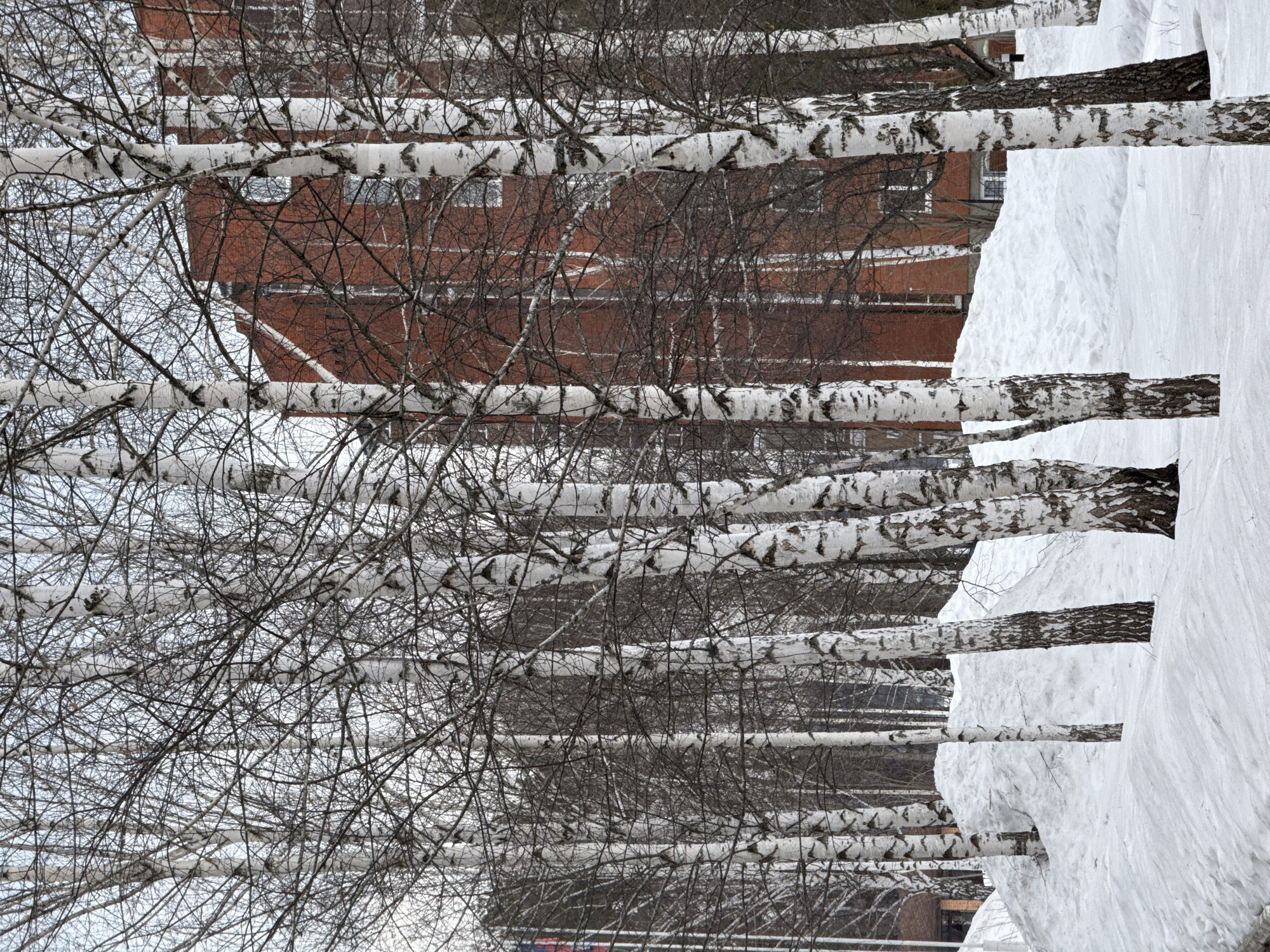 The image shows a row of birch trees covered with snow in the city of Chaikovsky, Russia. The trees have bare branches, and the white trunks are speckled with dark markings. A large snowdrift sits to the side of the trees. Behind the trees is a brick building with multiple windows. The sky is overcast, suggesting a winter day.