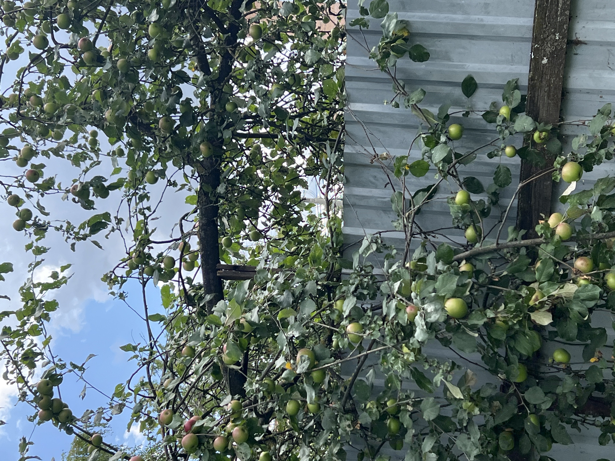 This is a medium shot, eye-level, outdoor, daytime photograph taken in Unknown, Unknown. The foreground is dominated by a dense apple tree laden with green and some reddish-green apples. The branches of the tree, some thick and gnarled, others thin and vine-like, are heavily laden with leaves and fruit. Sunlight filters through the leaves, creating dappled shadows. In the background, a corrugated metal fence runs horizontally across the image. Behind the fence, a slightly blurred brick structure is visible, suggesting the presence of a building. The sky above the tree is a mix of blue with scattered white clouds. The overall impression is one of a slightly overgrown, rustic orchard setting. There are no people or animals visible in the image.