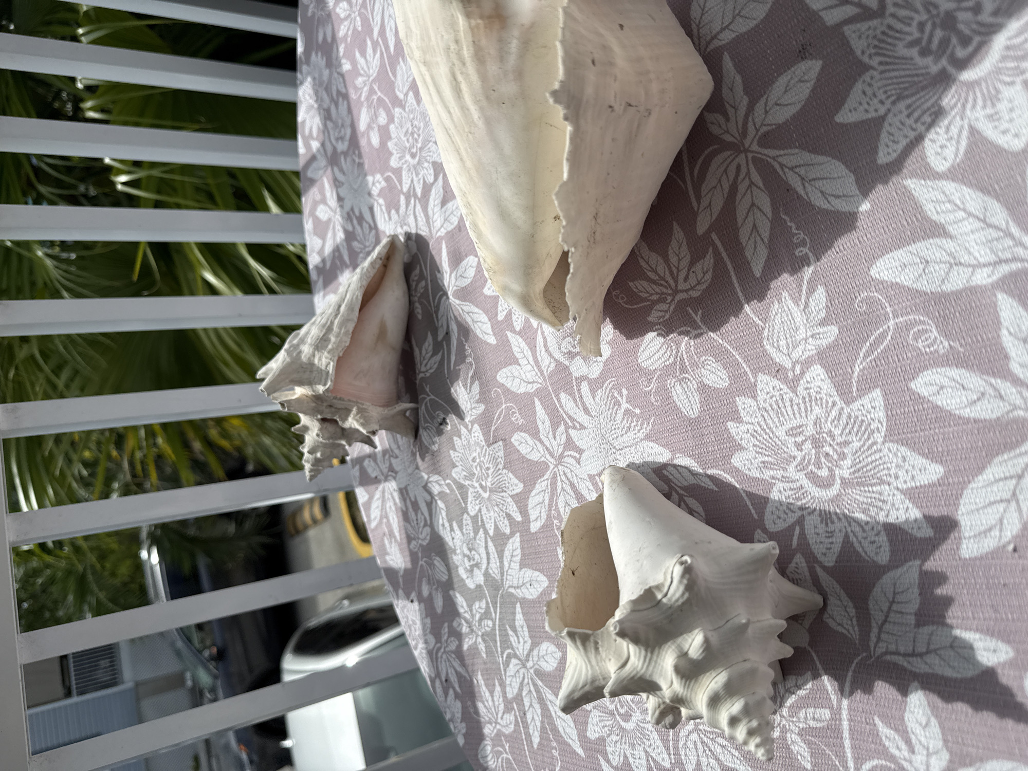 This media file features three conch shells arranged on a table covered with a light purple fabric. The fabric has a repeating pattern of white floral and leaf motifs. Two of the shells are larger and more prominent, while a smaller one is visible to the left. The shells are white and appear to be decorative items.
In the background, through a set of white horizontal blinds, lush green foliage and glimpses of what appear to be vehicles and buildings are visible. The lighting suggests it is daytime, likely morning or afternoon, with strong shadows cast by the shells and the blinds onto the fabric. The presence of tropical foliage and the style of the blinds hint at a warm, possibly coastal, location. The scene appears to be outdoors, on a porch or patio. There is no visible text in the image. The overall mood is tranquil and decorative, focusing on the natural beauty of the shells and their arrangement.