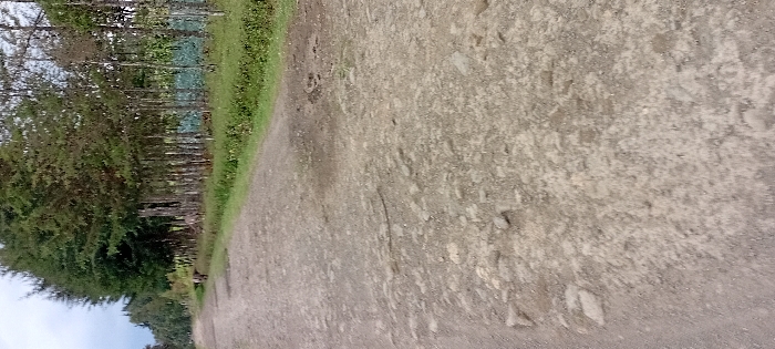 The scene depicts a rural unpaved road in Heni Village, Kenya, under an overcast sky. The road surface is composed of packed dirt and gravel, exhibiting numerous depressions and exposed stones. It extends longitudinally from the foreground into the distance, curving slightly to the left. On both sides, the road is bordered by dense vegetation. To the left, a continuous line of tall, dark green coniferous trees runs parallel to the road. To the right, a narrow strip of lighter green ground vegetation separates the road from a denser stand of trees with visible slender trunks and green canopies. Within this vegetation on the right, in the mid-ground, several dark-colored domestic animals, consistent with livestock such as cattle or donkeys, are observed standing or grazing. The background is dominated by additional tree lines and a hazy, light grey sky. No human subjects or man-made structures are prominently visible.