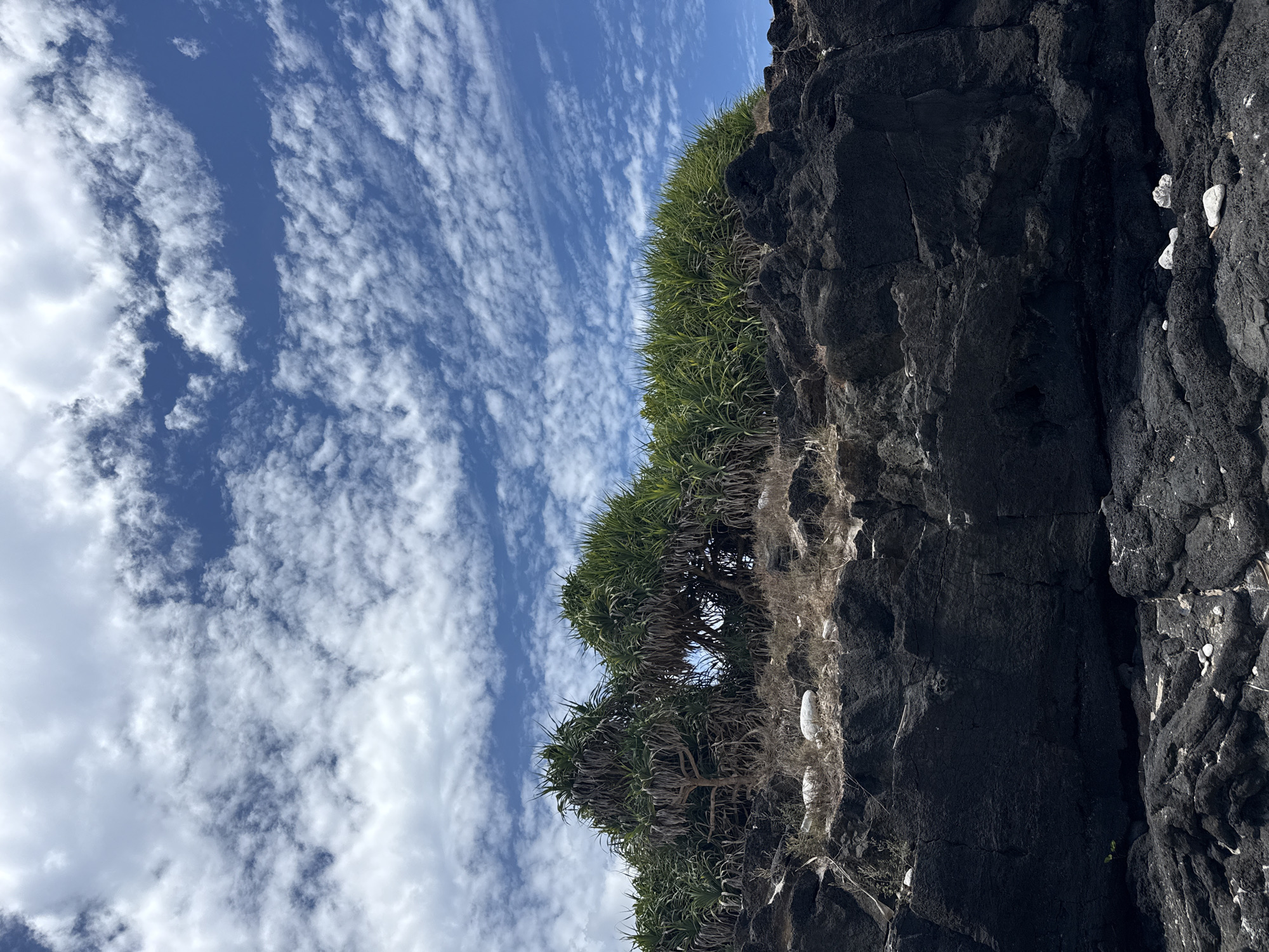 The image depicts a rocky shoreline with dense, spiky green foliage growing on top. The rocks are dark and appear to be volcanic in origin, with a rough, textured surface. White stones are scattered amongst the rocks in the foreground. The sky is a vibrant blue, filled with scattered white, fluffy clouds. The overall impression is of a natural, rugged coastal landscape under a bright, sunny sky. This scene is consistent with the coastal areas of Lý Sơn Island, a volcanic island in Quảng Ngãi Province, Vietnam, known for its unique geological formations and coastal vegetation. There are no people visible in the image.