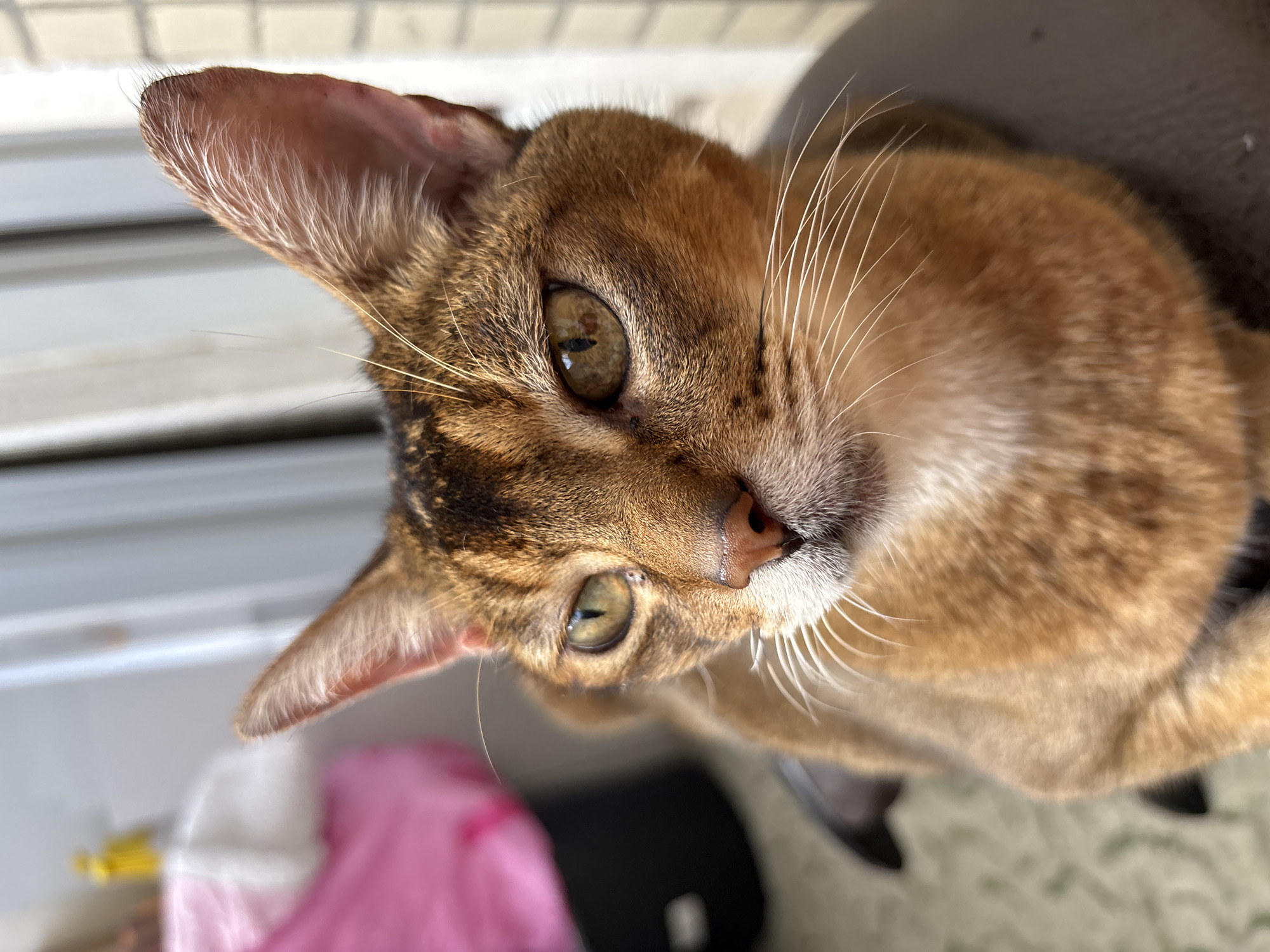 A close-up, high-angle shot focuses on the face of a ginger cat with distinctive tabby markings. The cat's large, expressive eyes are a notable feature, one appearing golden-brown and the other a lighter green. Its ears are large and triangular, lined with fine white fur. Long, white whiskers fan out from its muzzle. The cat's fur is a warm, coppery-brown.
The background is blurred, but hints of a setting can be discerned. Horizontal lines suggest blinds or slats, possibly from a window. To the lower left, a bright pink plastic bag and a small yellow object are visible, suggesting an indoor environment where groceries or other items might be stored. The overall lighting is bright, indicating it's likely daytime. The cat appears relaxed and curious, its gaze directed towards the viewer. No text is visible in the image. The scene is devoid of people.