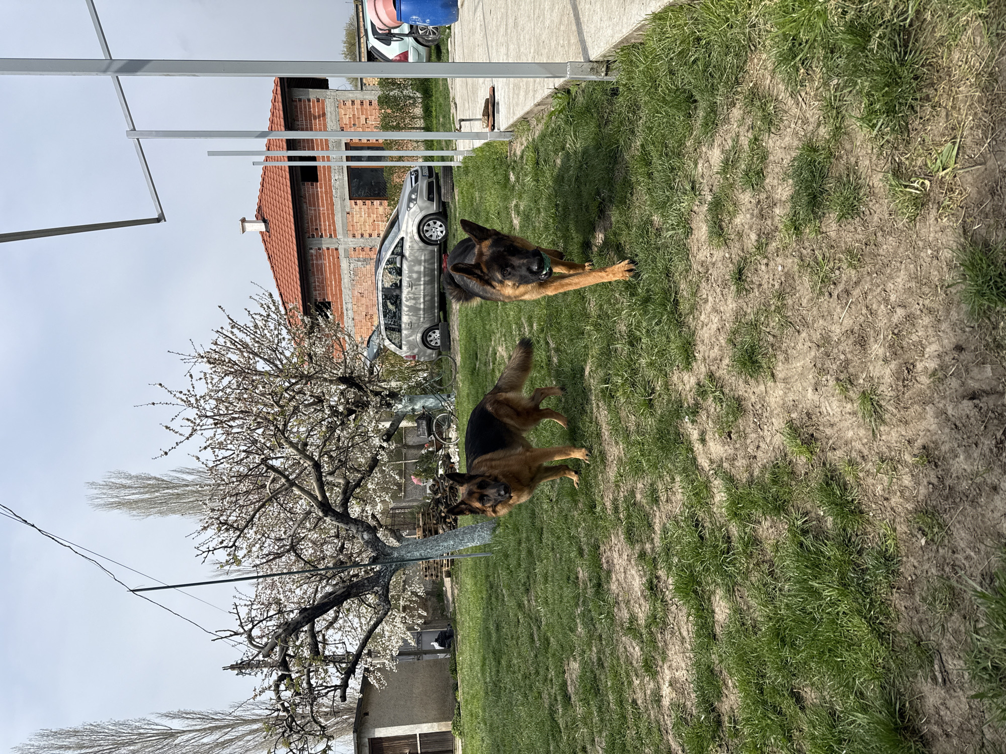 The image depicts an outdoor scene in Topolchane, Bulgaria. Two German Shepherd dogs are present on a grass lawn. The background features a house under construction, a silver minivan, a blossoming tree, and metal framework. The sky is overcast.