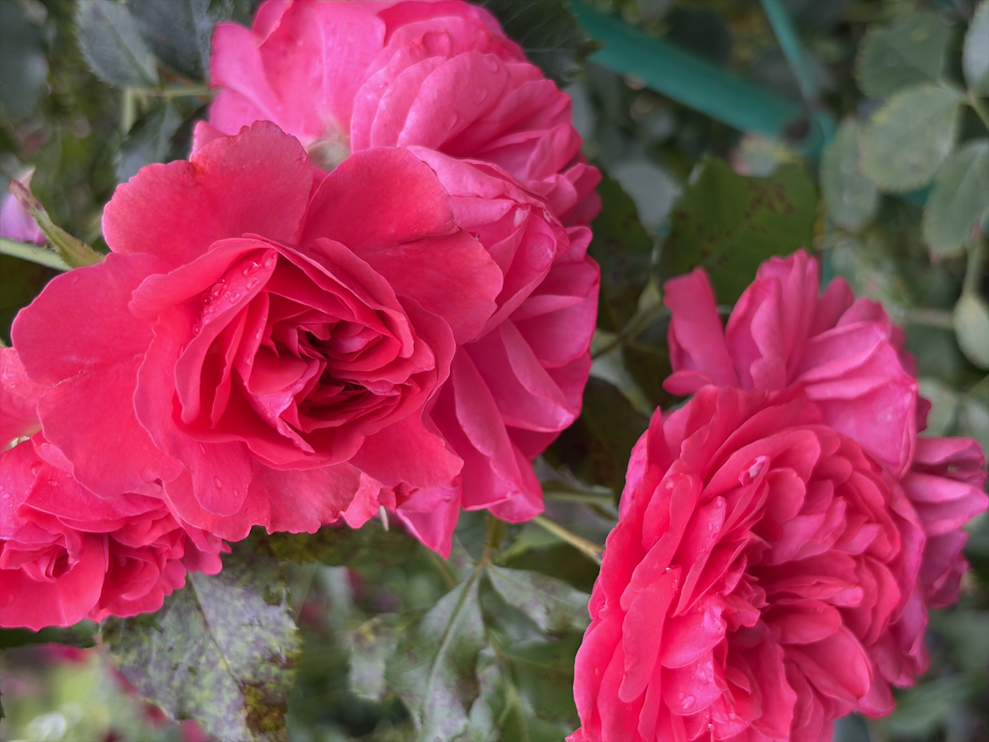 The image is a close-up, vertical shot of two vibrant pink roses with multiple layers of petals. The roses are in bloom, and tiny water droplets are visible on their petals, suggesting recent rain or watering. The background is a blur of green leaves and a hint of a green stake or support structure. The focus is entirely on the flowers, with no people or any indication of a specific location beyond a garden setting. The image does not contain any information that would allow for its identification as being located in Balashikha, Russia.