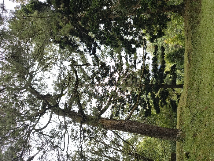 The image captures a serene natural landscape, likely a park or botanical garden in Cimacan, Indonesia, seen from a perspective looking slightly upwards. The scene is dominated by several large trees and a vibrant green lawn.
In the left and central foreground, a prominent tree with a thick, textured trunk rises, its extensive canopy spreading across much of the frame. The tree's branches are numerous and appear gnarled, covered in light-colored moss or lichen, giving them a distinct, weathered character. The foliage, possibly coniferous given the fine, dense appearance, creates a rich texture against the sky.
Through the gaps in the tree canopy, bright patches of an overcast or partly cloudy sky are visible, indicating it is daytime with diffused sunlight. To the right of the central trees, a neatly manicured, lush green grassy slope extends into the mid-ground. In the background, a dense cluster of other trees and vegetation adds depth to the scene, forming a natural, forest-like backdrop.
No people or specific activities are visible in the image, conveying a sense of peaceful stillness. The weather appears mild and overcast, enhancing the verdant colors of the foliage and grass. There is no visible text within the image.