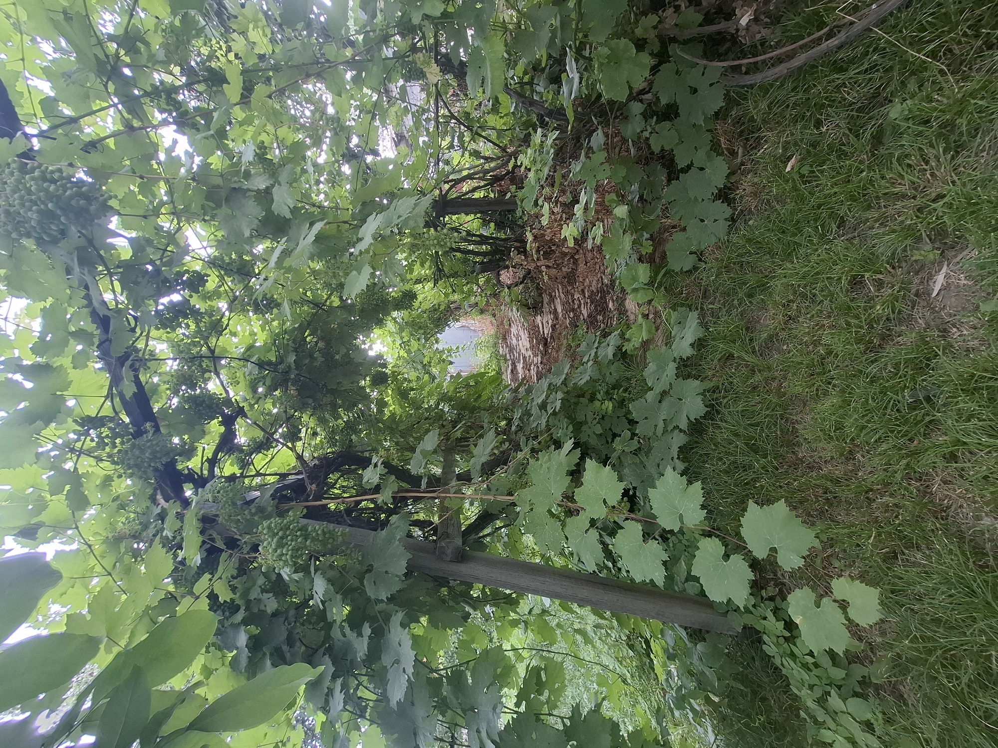 A view of a pathway through a dense garden of grapevines, with bunches of green grapes hanging from the branches. The pathway is covered with fallen leaves and stones, and is flanked by lush green grass. In the background, a fence and a building are partially visible. The image appears to be taken in a residential area of Almaty, Kazakhstan. The overall impression is one of a lush, overgrown, and somewhat neglected garden.
