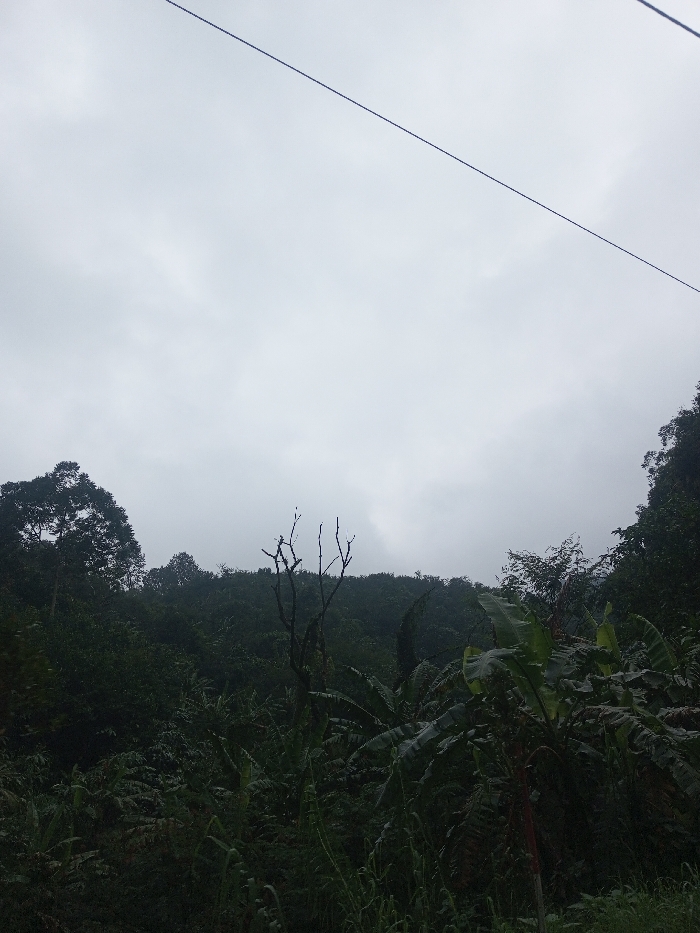 The image depicts a lush, verdant natural landscape under an overcast sky. The dominant feature of the upper half of the frame is the light gray, cloud-filled sky, indicating a cloudy day, possibly before or after rain, or simply a dull morning/afternoon. A thin, dark line, likely a power line or utility cable, stretches diagonally across the sky from the top left to the top right corner of the image.
Below the sky, the scene is filled with dense green vegetation, predominantly dark green, suggesting a tropical or subtropical environment. In the midground, towards the center-left, a prominent bare tree with stark, dark branches stands out against the backdrop of other foliage. On the right side of the midground and foreground, large, broad leaves typical of banana plants are visible, appearing dark and possibly wet. The foreground is also dense with various types of green plants and grasses.
In the background, rising hills or mountains are covered with thick, dark green forest, merging with the cloudy sky. The overall impression is one of a remote, natural setting, possibly a rural area or jungle, characterized by abundant plant life and a somber, muted color palette dominated by shades of green and gray. There are no people, animals, or man-made structures visible apart from the power line. The lighting suggests a diffused, soft light, consistent with an overcast day.