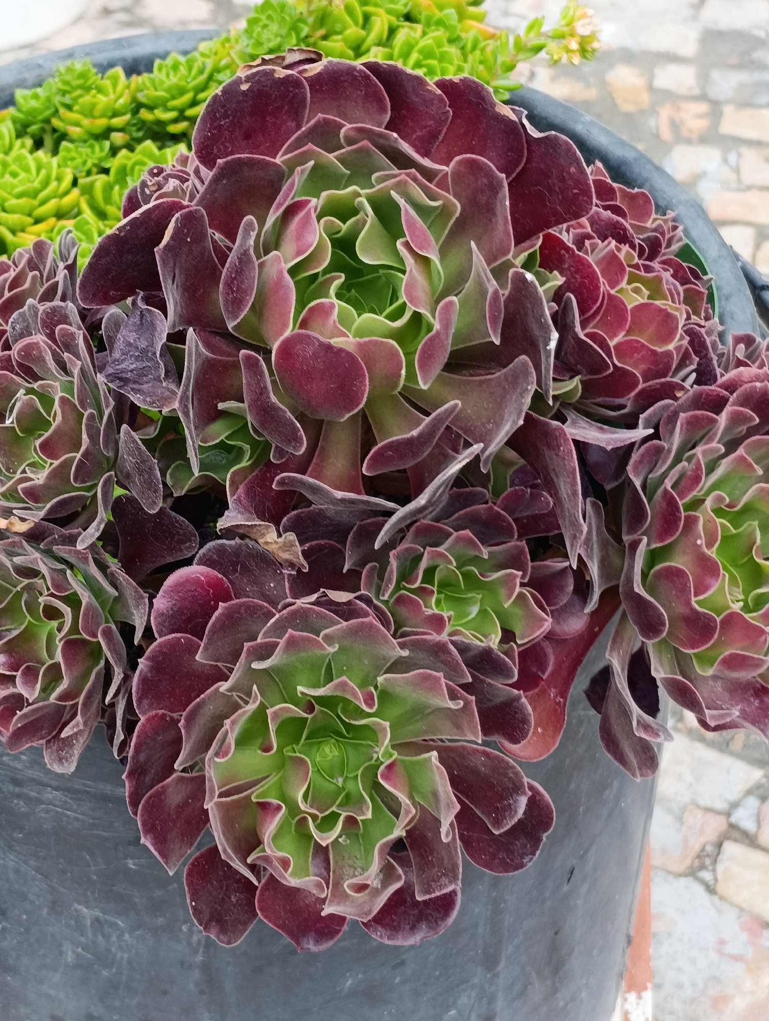 A close-up, high-angle shot shows a collection of dark purple and green succulent plants potted in a dark gray container. The succulents are tightly packed and exhibit layered, rosette-like structures. In the background, out of focus, are lighter green succulents and a textured brick-like surface. The scene appears to be outdoors, with the lighting suggesting daylight. The image does not contain people or specific identifiable landmarks that would indicate its location within Setúbal, Portugal.