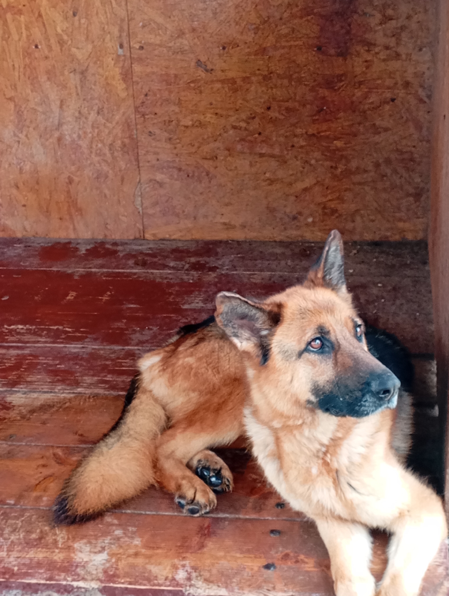 This image, taken in Kurganinsk, Russia, depicts an adult German Shepherd dog resting on a reddish-brown wooden floor. The dog's fur is predominantly tan and black, with a black muzzle and black-tipped tail. It is oriented with its body extending towards the right side of the frame, head slightly turned towards the right, and eyes open, gazing upwards. Its left ear is erect, while its right ear is partially folded back. Visible paws show black paw pads. The background consists of a wall constructed from light brown oriented strand board (OSB) panels, featuring a vertical seam slightly right of center, and visible fasteners. A dark wooden structural beam is present along the right edge of the frame.