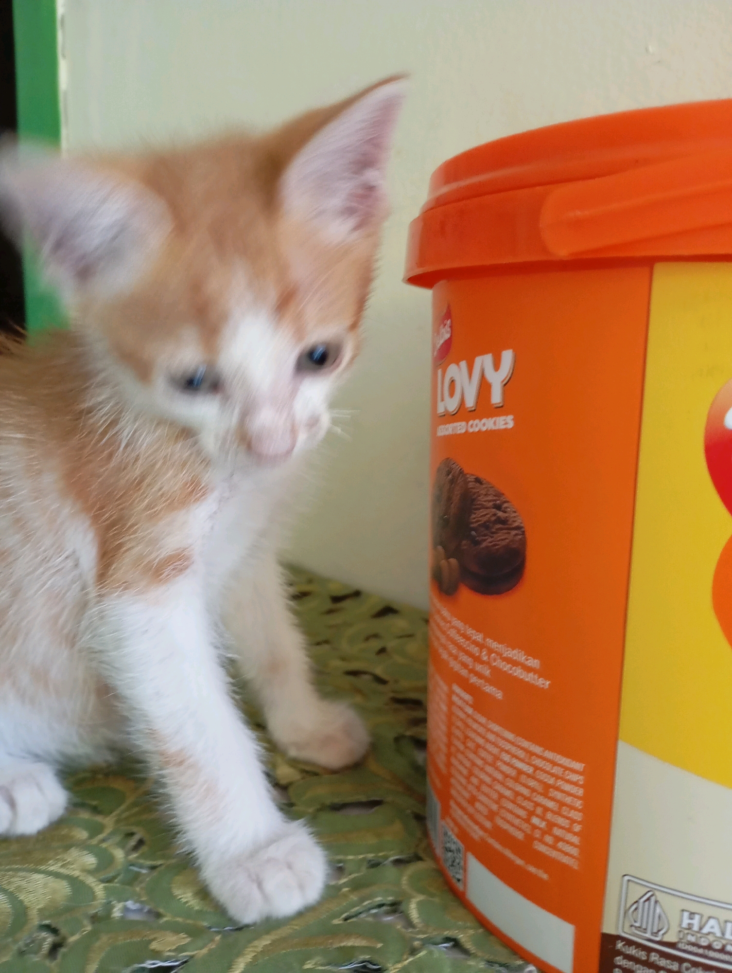 A ginger and white kitten is captured in a close-up, eye-level shot, positioned on the left side of the frame. The kitten is looking towards the right, its gaze directed at an out-of-focus orange container of "LOVY LIMITED COOKIES" on the right. The kitten's fur is predominantly white with distinct ginger markings on its head, back, and tail. Its eyes are a deep blue, and its ears are perked up. The kitten's paws are resting on a textured green surface, possibly a tablecloth or cushion.
The orange cookie container, taking up the right half of the image, features prominent white text that reads "LOVY LIMITED COOKIES." Below this text, an image of chocolate cookies is visible. The container appears to be made of plastic with a textured lid. The background is a plain, light-colored wall, with a vertical green stripe on the far left edge of the frame.
The lighting in the scene is soft and diffused, suggesting an indoor environment. There are no visible signs of the specific location within Balikpapan, Indonesia, beyond what can be inferred from the product packaging. The image appears to be taken with a mobile phone camera, given the depth of field and overall image quality.