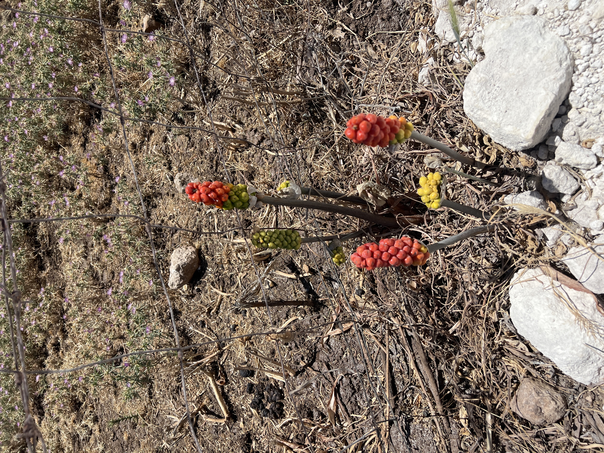A close-up, eye-level shot shows a cluster of Arum italicum plants with brightly colored berries, some red and yellow, others green. The plants are in a dry, arid environment, with scattered rocks and dry grass. A wire fence is visible in the background, with small purple flowers interspersed among the dry vegetation. The scene appears to be in the outskirts of Noto, Italy, where such plants are common in dry, rocky areas.