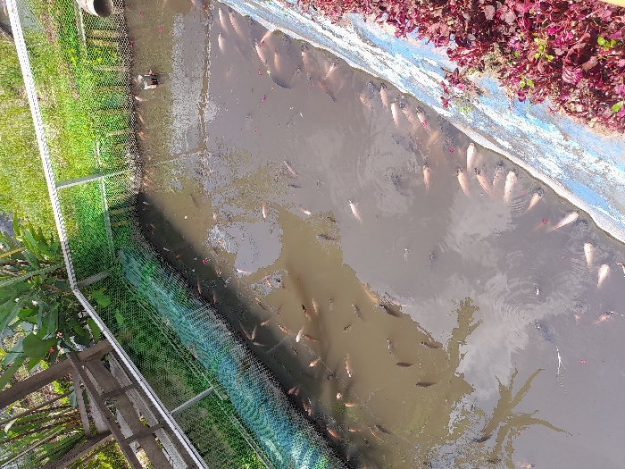 The image shows a pond in Kecamatan Pujon, Indonesia (latitude: -7.856, longitude: 112.455) surrounded by a green net fence. The pond is filled with muddy water and contains numerous fish swimming in the water. The pond's edges are lined with a blue and white concrete surface. The background of the image includes lush green vegetation and red flowering plants. The image was likely taken during the day.