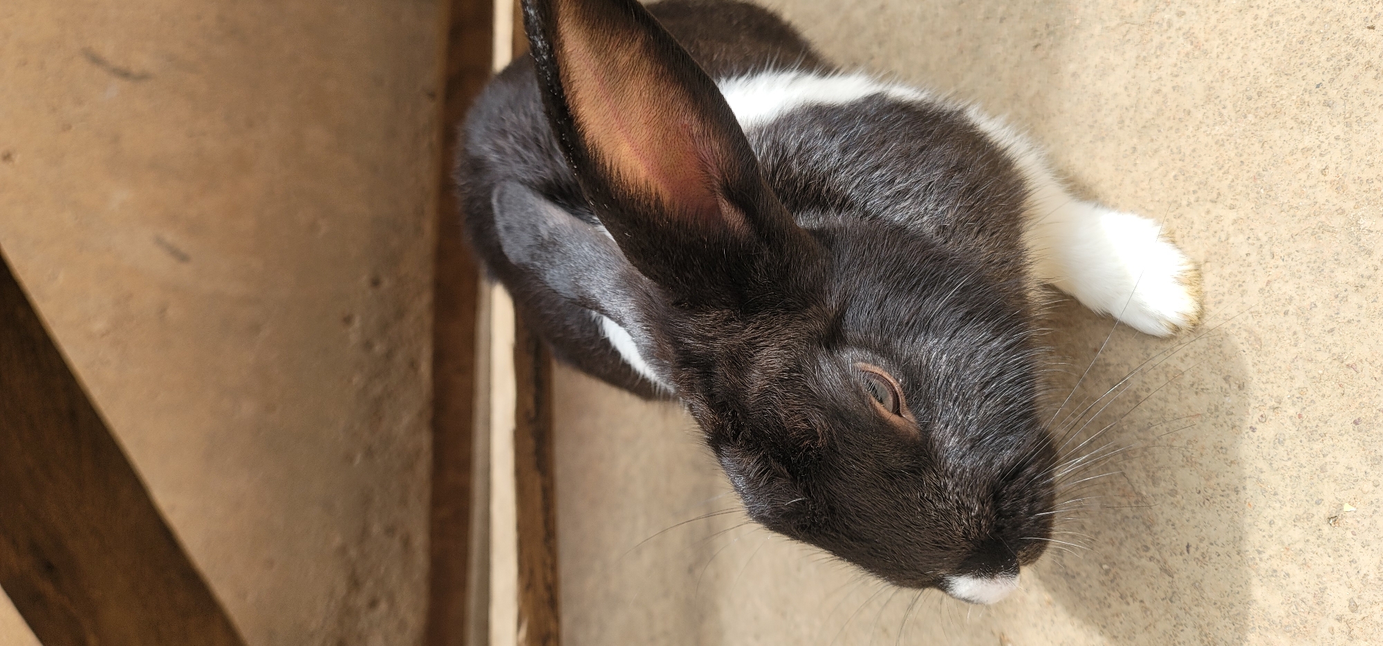 A black and white rabbit is lying on a hard, tan surface, likely concrete, indoors. The rabbit has black fur with white markings on its face and a white paw. Its ears are long and erect, with a reddish-brown color on the inside. The rabbit is positioned close to a wall made of rough, textured material and wooden supports. Barakin Akawo, Nigeria cannot be confirmed.