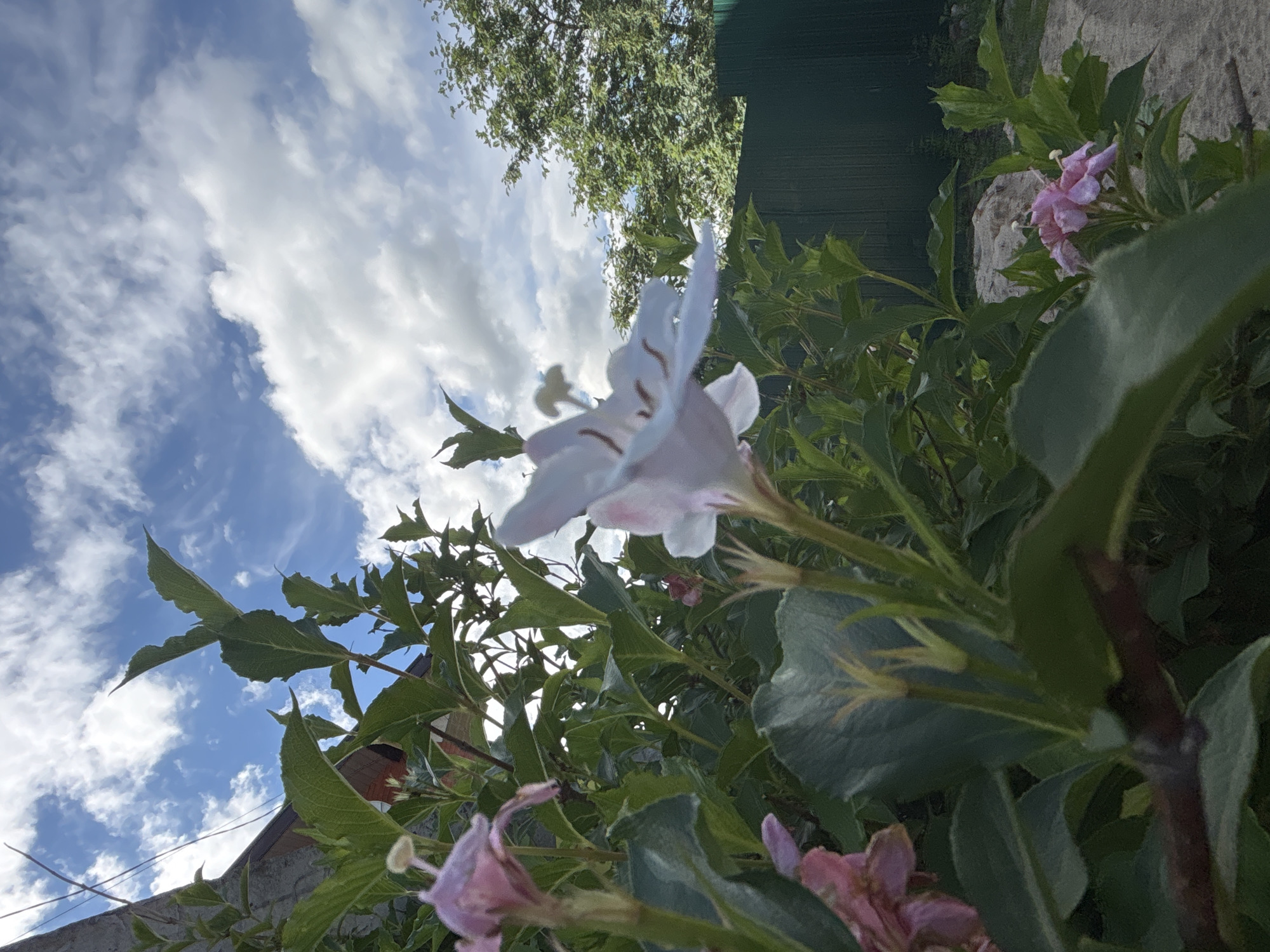 The image shows a low-angle view of flowering plants against a bright blue sky with scattered clouds. The foreground is dominated by lush green foliage and several light purple and white flowers. One prominent white flower, with delicate purple markings inside its trumpet-shaped bloom, is centrally located and slightly out of focus. Smaller pinkish flowers are visible in the lower left and right portions of the image.
Behind the flowers and leaves, a weathered stone wall and a dark green fence are visible, suggesting an outdoor setting. The sky is a vibrant blue, indicating it is daytime, likely a clear or partly cloudy day. The sunlight appears bright, casting shadows and illuminating the plants. The composition and upward angle emphasize the sky and the upward growth of the plants. No people are present in the image. The image captures a serene, natural scene. Based on the provided context, the location is Ostrov, Russia. There is no visible text in the image.