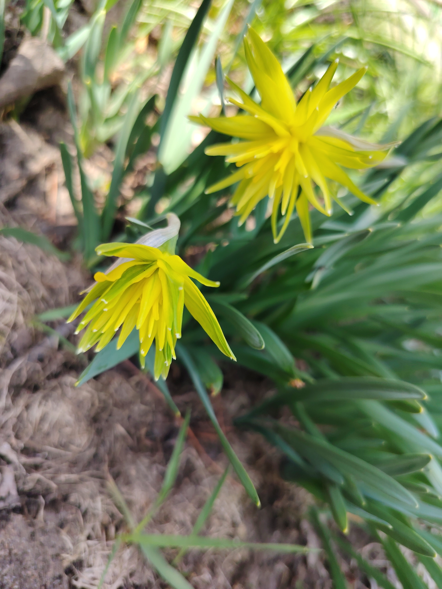 The image shows two yellow flowers with spiky petals growing in a garden. The flowers are surrounded by green, grass-like foliage. The ground around the plants is covered in a mixture of soil and possibly some dried leaves. The location is Chaikovsky, Russia. No people are visible in the image. The primary subjects are the flowers and their surrounding vegetation. The action depicted is the natural growth of the plants. There are no clear interactions visible, only the co-existence of the plants. The environment is an outdoor garden or natural setting.