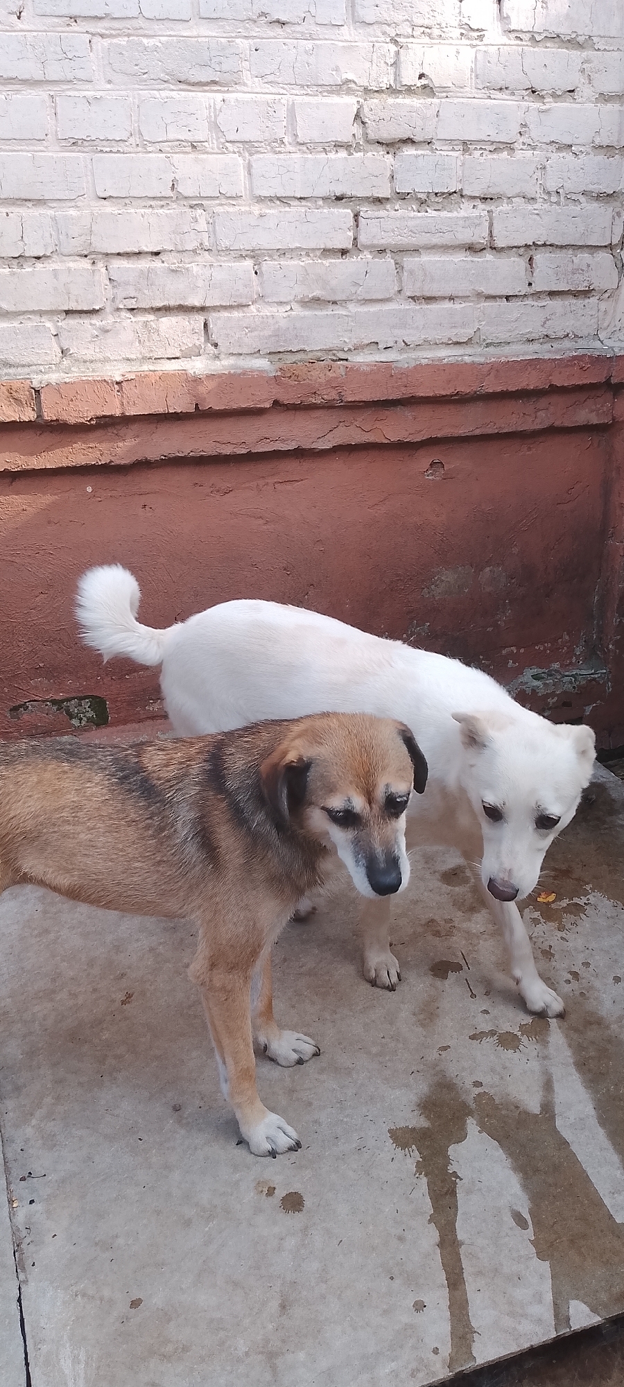 Two dogs stand on a wet concrete surface in front of a brick wall. The dog in the foreground is medium-sized with brown and black fur, facing left and looking down. Behind it, a white dog stands facing right, also looking down. The wall behind them is white and appears aged, with some red trim at the bottom. The scene is outdoors. The context of Belgorod, Russia is not directly depicted in the visual elements of the image.