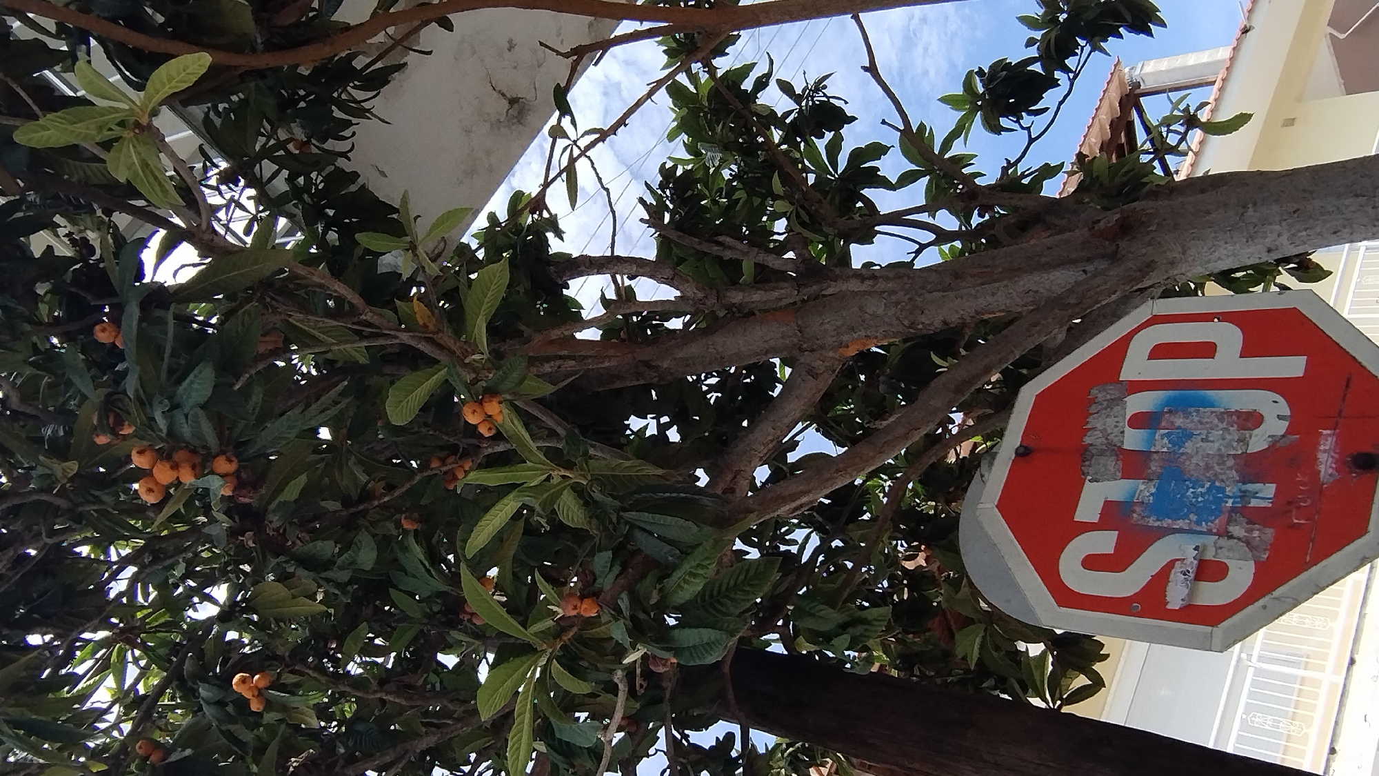 In Νέα Μηχανιώνα, Greece, a red octagonal stop sign with white lettering is partially obscured by the branches of a fruit-bearing tree. The sign exhibits signs of wear, with graffiti in blue and white, and some peeling stickers. The tree, laden with small, orange fruits, is set against a backdrop of a pale blue sky with scattered white clouds. In the background, the roof and upper story of a building are visible, along with a white railing and a light pole. The overall scene appears to be an outdoor, possibly urban or suburban, environment.