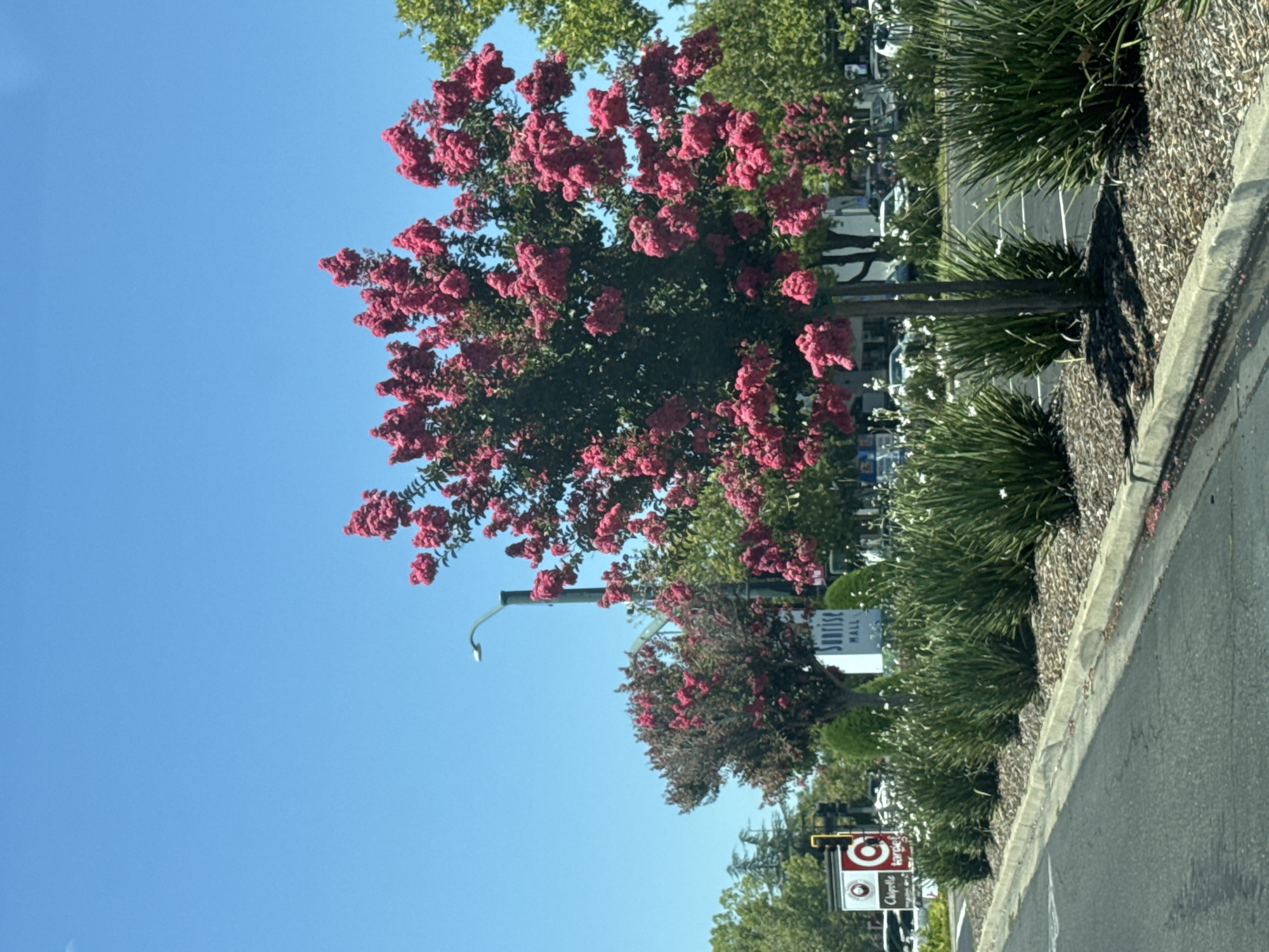 In Citrus Heights, California, on a sunny day with a clear blue sky, a street scene is captured. In the foreground, a paved road with a white line marking is visible, bordering a concrete curb and a strip of mulch with scattered pink petals. Behind this, a row of lush green ornamental grasses with white flowers lines the area.
Dominating the mid-ground are two crepe myrtle trees, one in full bloom with vibrant pink flowers and dark green leaves, and another slightly behind it with redder foliage and pink flowers. A street light with a curved arm stands tall between the trees. A sign for "Sunrise Mall" is visible in front of a building.
Further in the background, a Target sign with its circular bullseye logo and the word "Chipotle" on another sign are noticeable. Several cars are parked in a lot behind the decorative plants and trees. The overall environment suggests a commercial area with landscaping elements. No people are visible in the image.