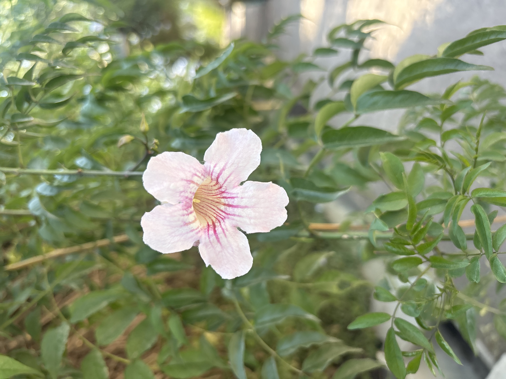The image captures a close-up view of a single, delicate light pink flower set against a softly blurred background of lush green foliage. The flower, positioned slightly off-center, features five distinct, broad petals with gently ruffled edges. A striking detail is the intricate venation: prominent dark pink and reddish-brown stripes radiate outwards from a pale yellow or cream-colored throat, extending across the inner surface of each petal.
The background consists of numerous small, oval green leaves, typical of a vine or shrub, rendered in a soft focus that creates a bokeh effect, effectively highlighting the flower. Bright, diffused natural light illuminates the scene, suggesting daytime and an outdoor setting. Hints of brighter areas in the blurred background might indicate reflections or glimpses of the sky. No specific activities or events are depicted, and no people or visible text are present. The overall mood is serene, emphasizing the natural beauty of the bloom. This botanical scene was captured in Heroica Puebla de Zaragoza, Mexico.