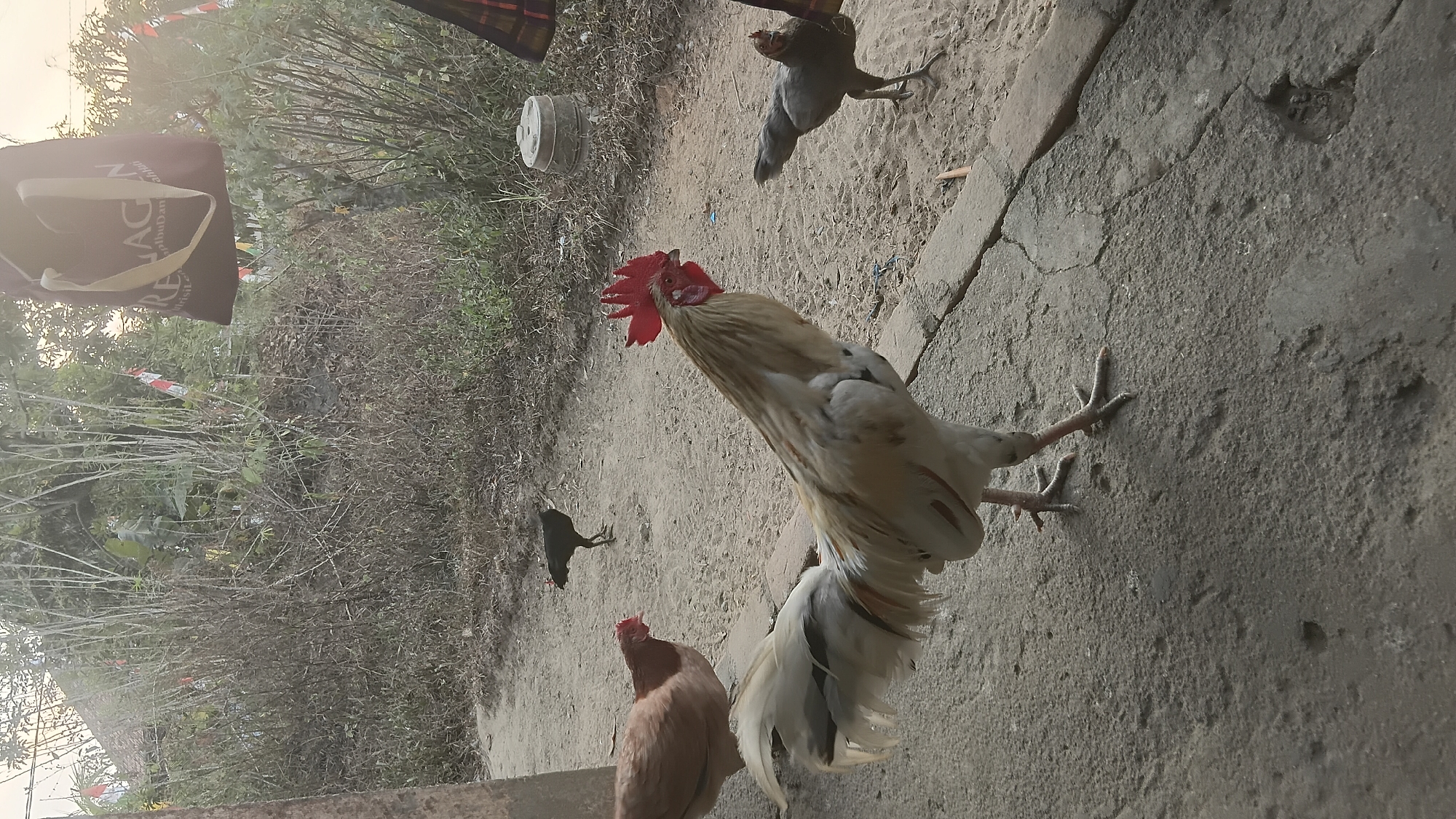 In Prabumulih, Indonesia, a rooster with white and light brown plumage and a bright red comb stands on a concrete path. To its left, a brown hen is partially visible. In the background, several other chickens, including a black hen, are scattered across a sandy area. The environment is rural, with dry vegetation and trees lining the background. A bag with some text is hanging from a pole on the right side of the image. The scene appears to be outdoors, possibly in a village or backyard.