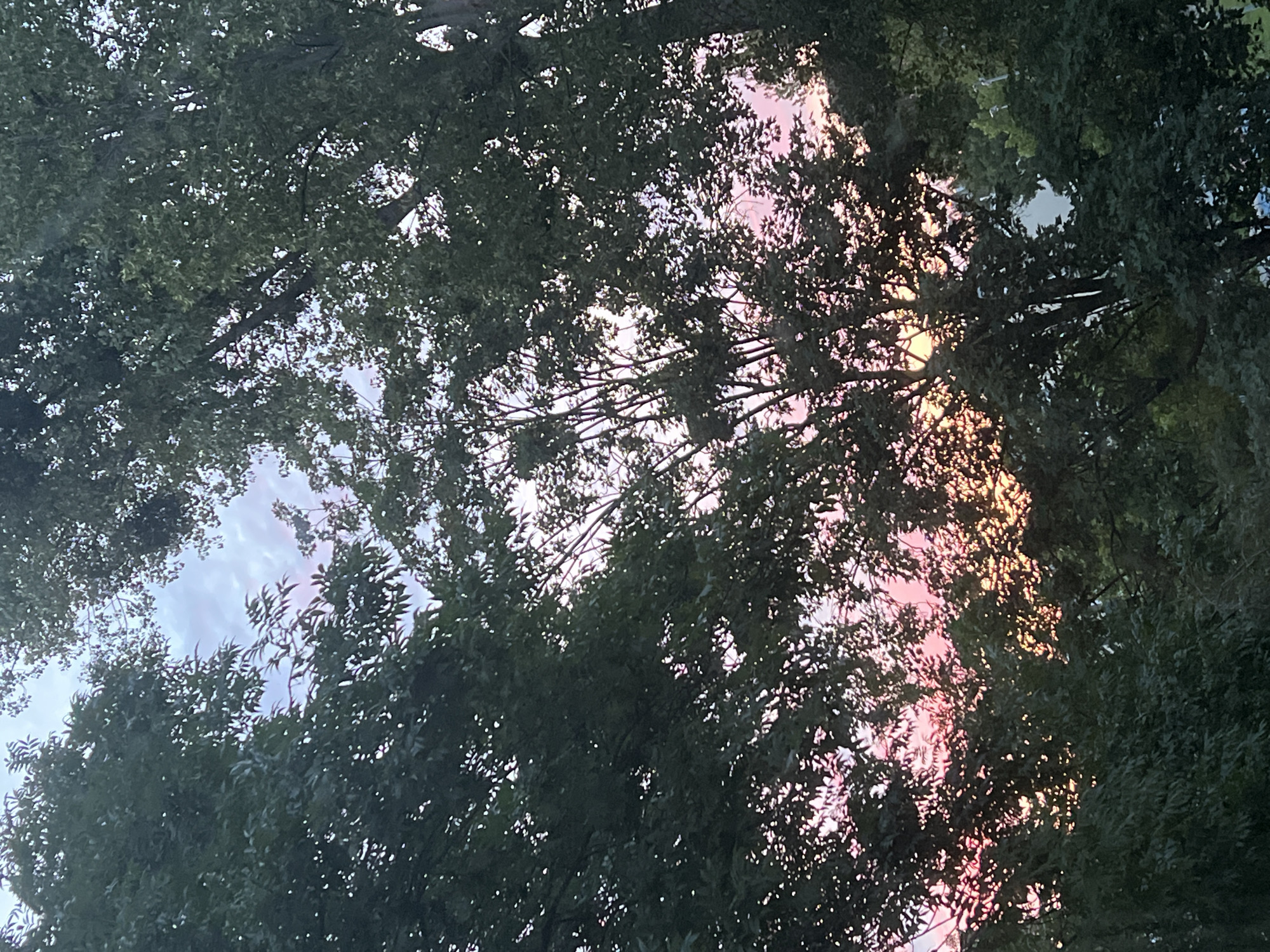 The image depicts a view through dense foliage of trees towards a sky illuminated by the warm hues of either sunrise or sunset. The colors in the sky range from soft pinks and oranges near the horizon to lighter blues and purples higher up. The leaves of the trees, predominantly dark green, form a natural frame for the sky, with some gaps allowing the light to filter through. The overall impression is one of natural beauty, likely captured in an outdoor setting. No specific landmarks or features identifiable with Warsaw, Poland are visible in the image.