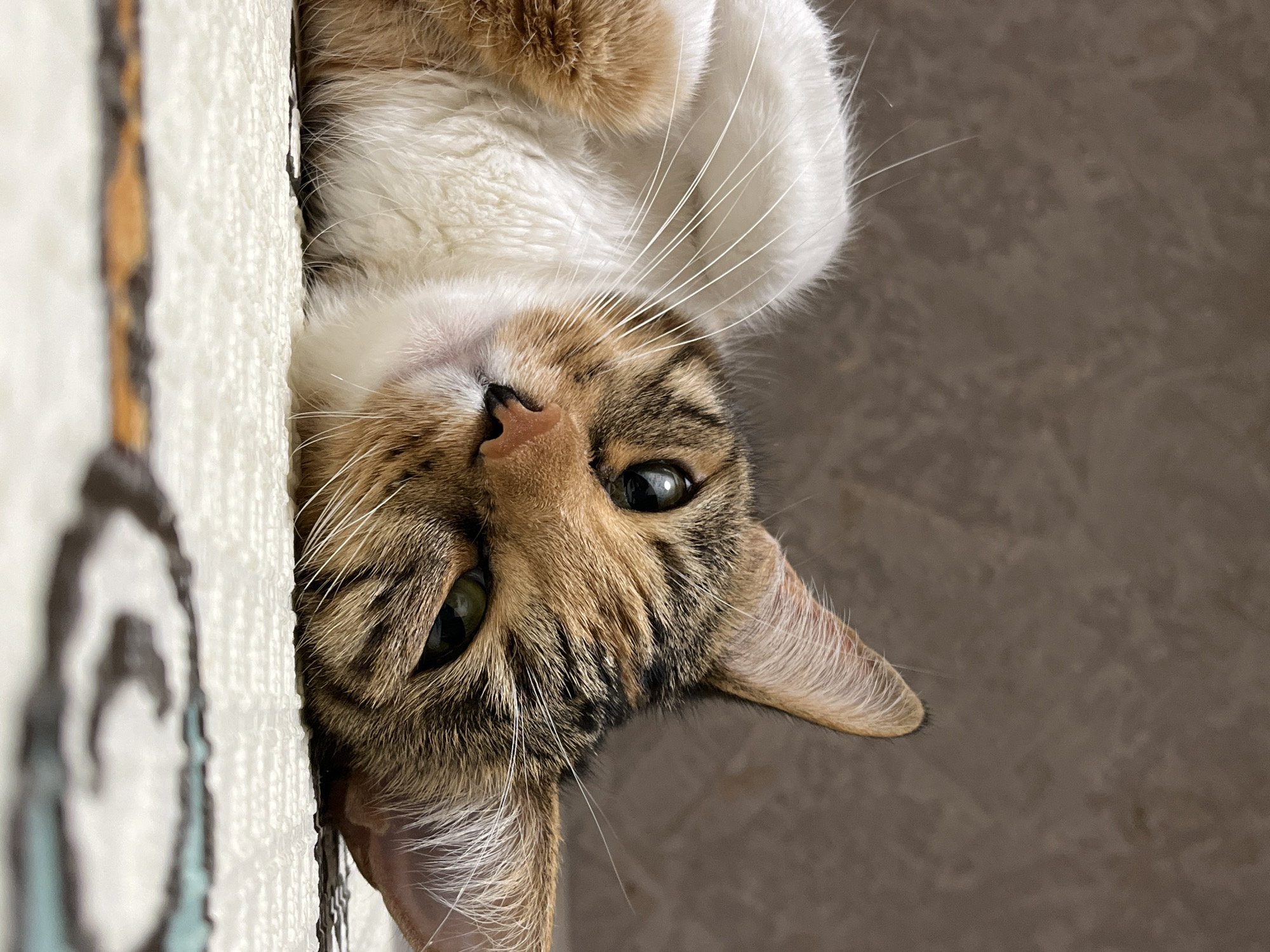 A calico cat with white, brown, and black fur lies on its side on a textured surface with an abstract pattern. The cat is looking towards the camera with its head slightly tilted. Its green eyes are open and attentive. The background is a blurred brown texture, possibly a wall or fabric. The lighting is soft and appears to be coming from above. The scene is a close-up shot of the cat, with the focus primarily on its face and upper body. There is no indication of location in Nizhny Novgorod, Russia.