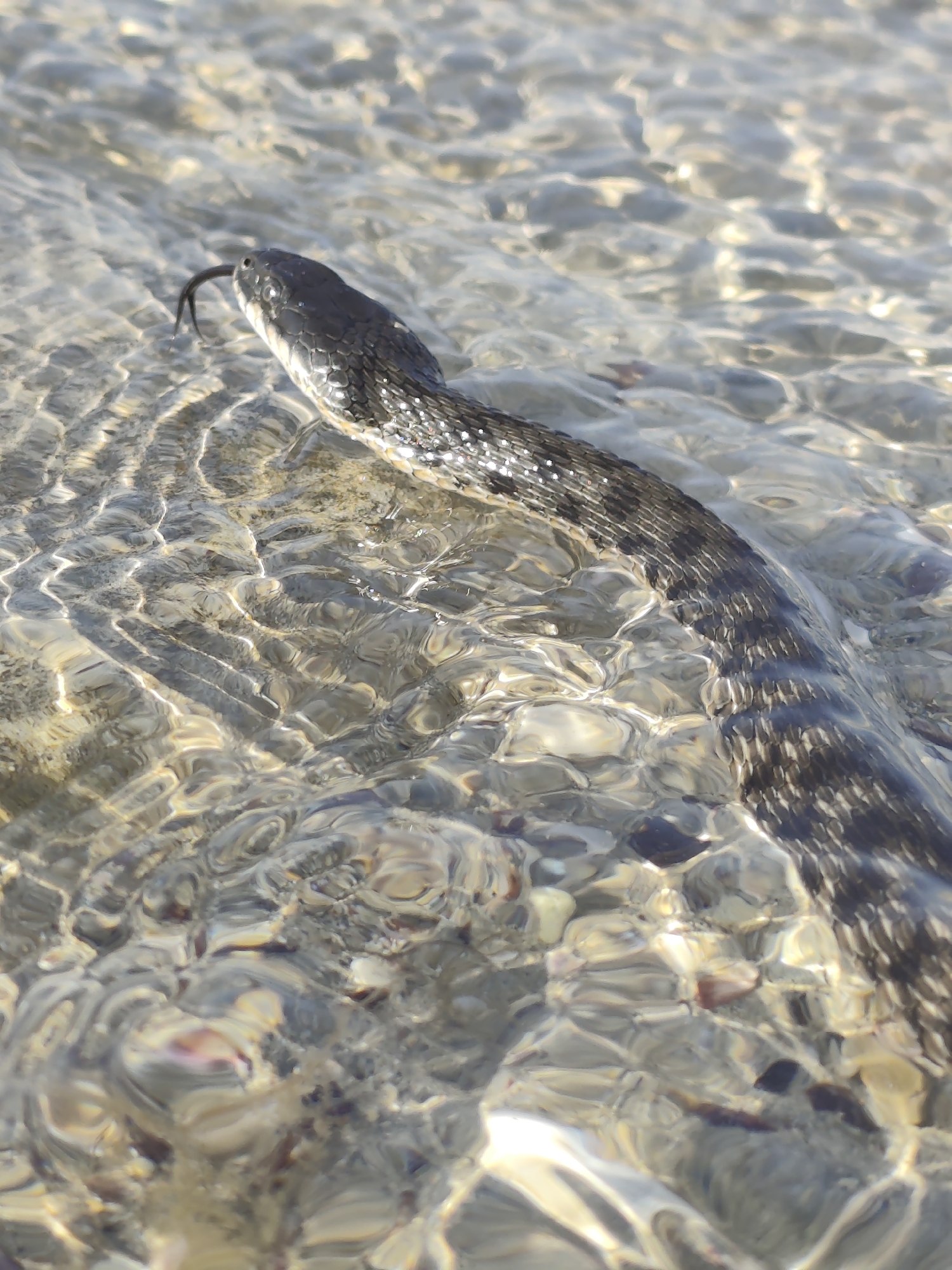 The image shows a snake with dark scales and a lighter underside partially submerged in shallow, clear water. The snake's head is visible at the upper left of the frame, with its forked tongue extended. The water is calm, with ripples and reflections of sunlight creating patterns on the sandy or pebbly bottom. The bottom appears to be composed of small stones and possibly shells, visible through the transparent water. The snake's body extends into the lower right of the frame, with its scales showing a textured, slightly iridescent quality. The overall scene suggests a natural environment, likely a shallow body of water such as a lake, river, or shoreline. The lighting indicates it is daytime, with bright sunlight casting shadows and highlights. There is no visible text in the image.