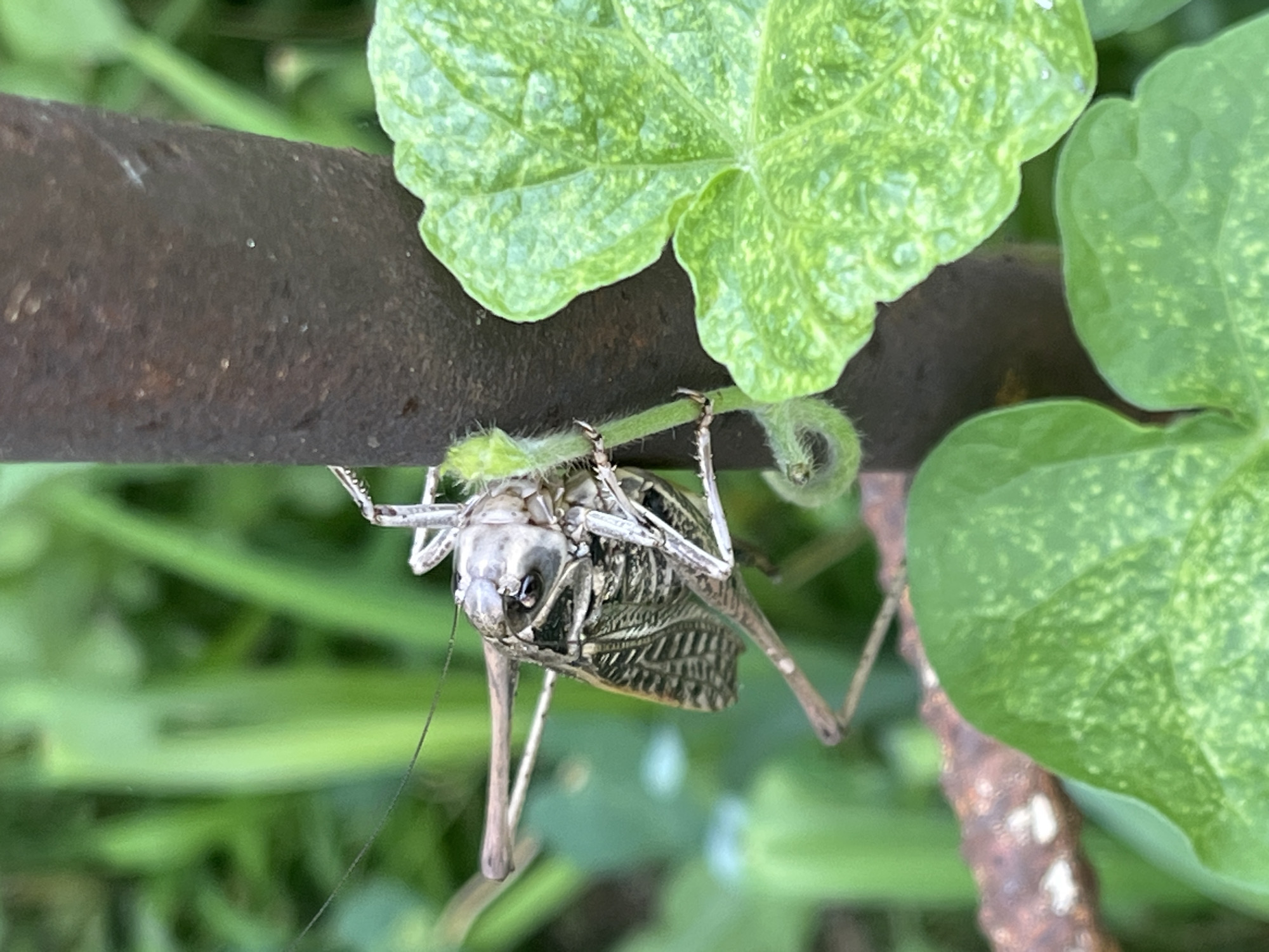 A close-up, eye-level shot captures a large, light-brown insect clinging to a dark-brown cylindrical object, possibly a metal stake. The insect's body is segmented, with visible wings and long, slender legs. Its head faces left, with prominent eyes. Green foliage surrounds the insect and the stake, with one large, mottled green leaf dominating the right side of the frame and another smaller leaf visible in the lower left corner. The background is blurred, suggesting a shallow depth of field. The image is clear and well-lit, with no discernable signs of human presence or activity. The location is described as Krasnyye Barrikady, Russia, though no specific urban features are visible.