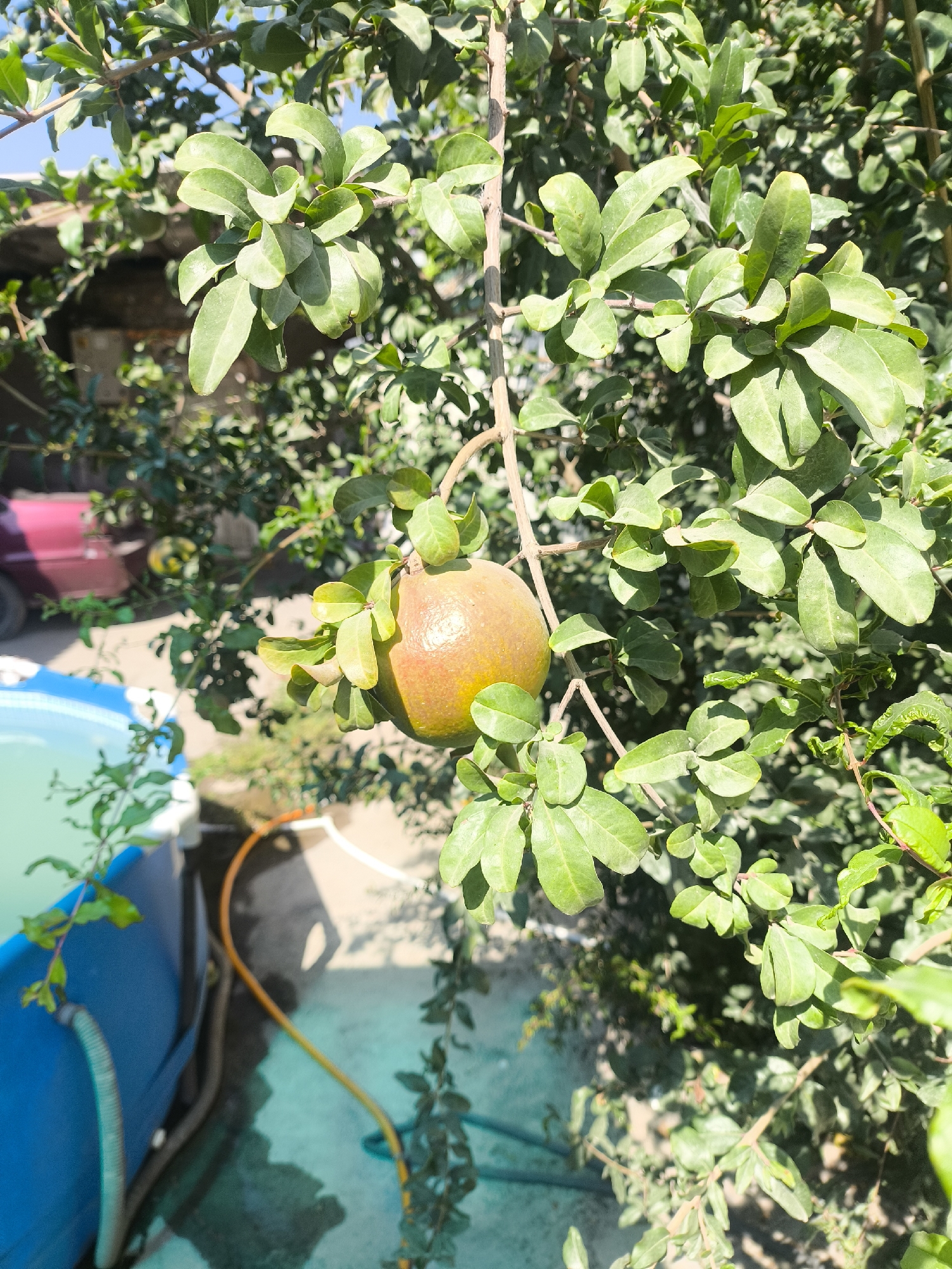An outdoor shot showcases a pomegranate hanging from a tree branch, its skin a mix of green and reddish-brown hues. The fruit is partially obscured by lush green leaves, suggesting it is nearing ripeness. In the background, a bright blue above-ground pool is visible, filled with clear water. A yellow hose snakes across the ground, connecting to something outside the frame. A red vehicle is also partially visible in the distance, adding to the residential feel of the scene. The lighting suggests it is a sunny day, casting shadows on the ground.