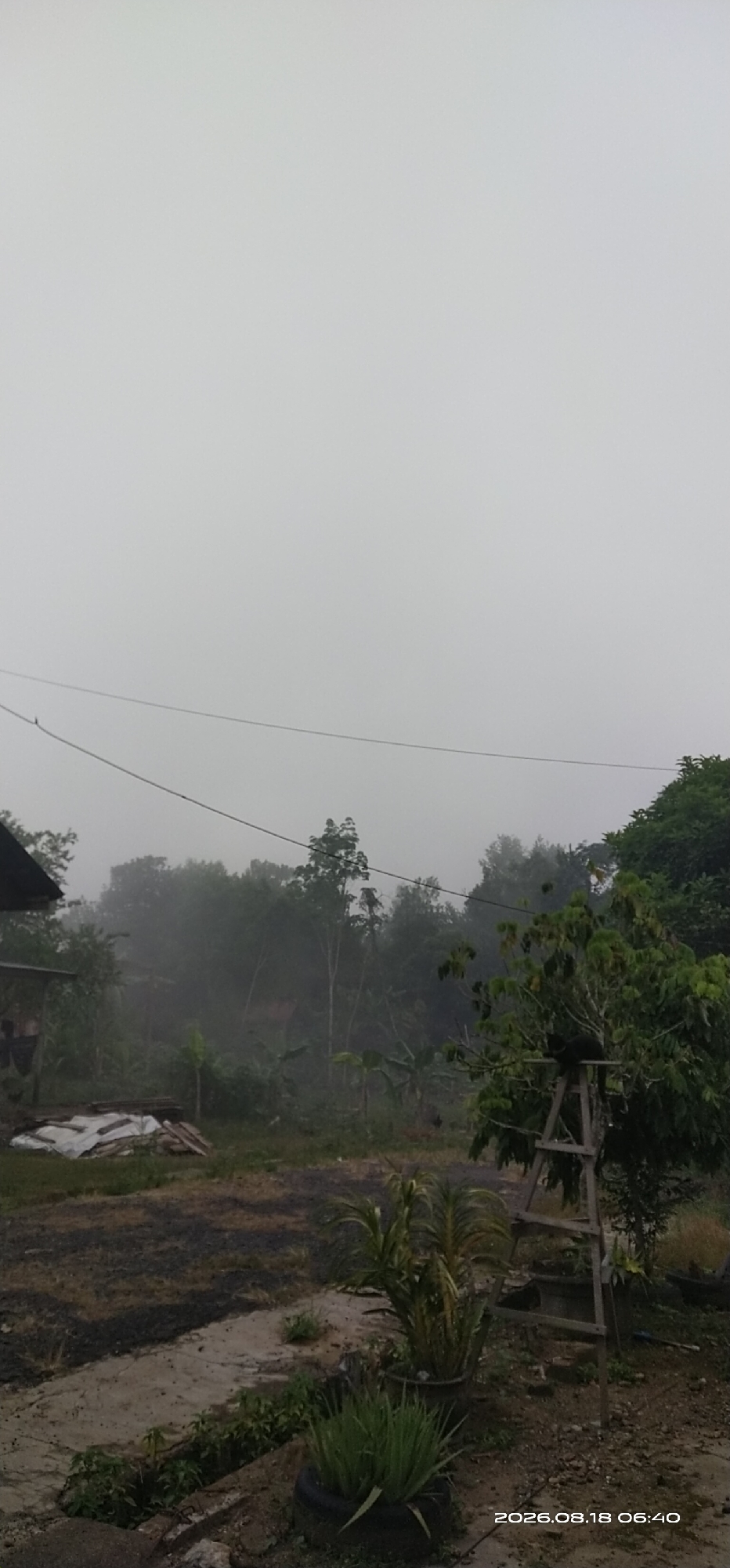 The image depicts an outdoor scene on a foggy morning in Matabu, Indonesia, as indicated by the timestamp "2026.08.18 06:40". The environment is rural and appears to be a yard or a small clearing.
In the foreground, there is an area of dark soil or gravel, with a concrete path running through it. To the right of the path, two potted plants are visible; one is a large plant with broad, fan-like leaves in a dark pot, and another is a smaller, spiky plant in a repurposed tire.
A wooden A-frame ladder stands to the right of the potted plants, leaning against a tree with green foliage. Further to the right, the image shows dense vegetation and trees, obscured by fog.
In the mid-ground, on the left side, a portion of a building with a dark roof and exposed wooden supports is visible. Adjacent to the building, there is a pile of white sheeting and what appears to be construction debris. Beyond this, there are more trees and vegetation, with some structures faintly visible through the mist.
The background is dominated by a thick layer of fog, which envelops the landscape and creates a muted, monochromatic atmosphere. Two power lines stretch horizontally across the upper portion of the image, disappearing into the fog. The overall impression is one of a quiet, slightly damp, and hazy morning in a rural Indonesian setting. There are no people visible in the frame.