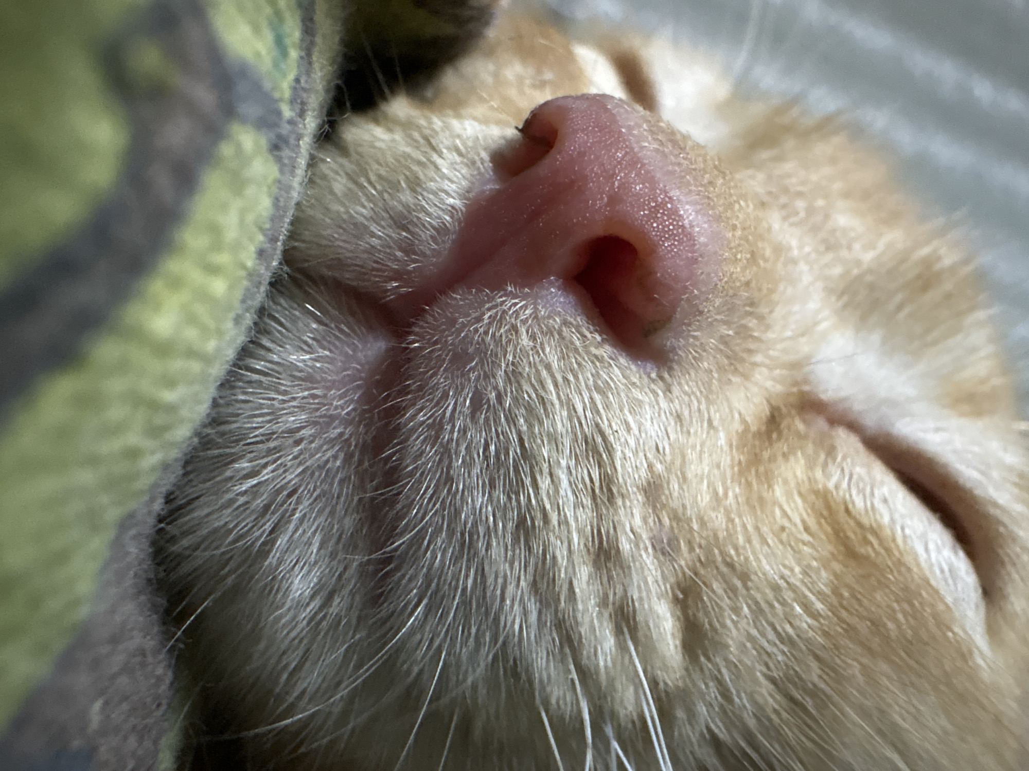 This is a close-up, high-angle shot of an orange tabby cat sleeping on a patterned blanket. The focus is on the cat's nose and muzzle, with its eyes closed. The cat's fur is a light orange color, and its nose is a vibrant pink with visible texture. The blanket beneath the cat has a pattern of dark gray and green. The image does not provide any information about the location in Almaty, Kazakhstan, or any people present.