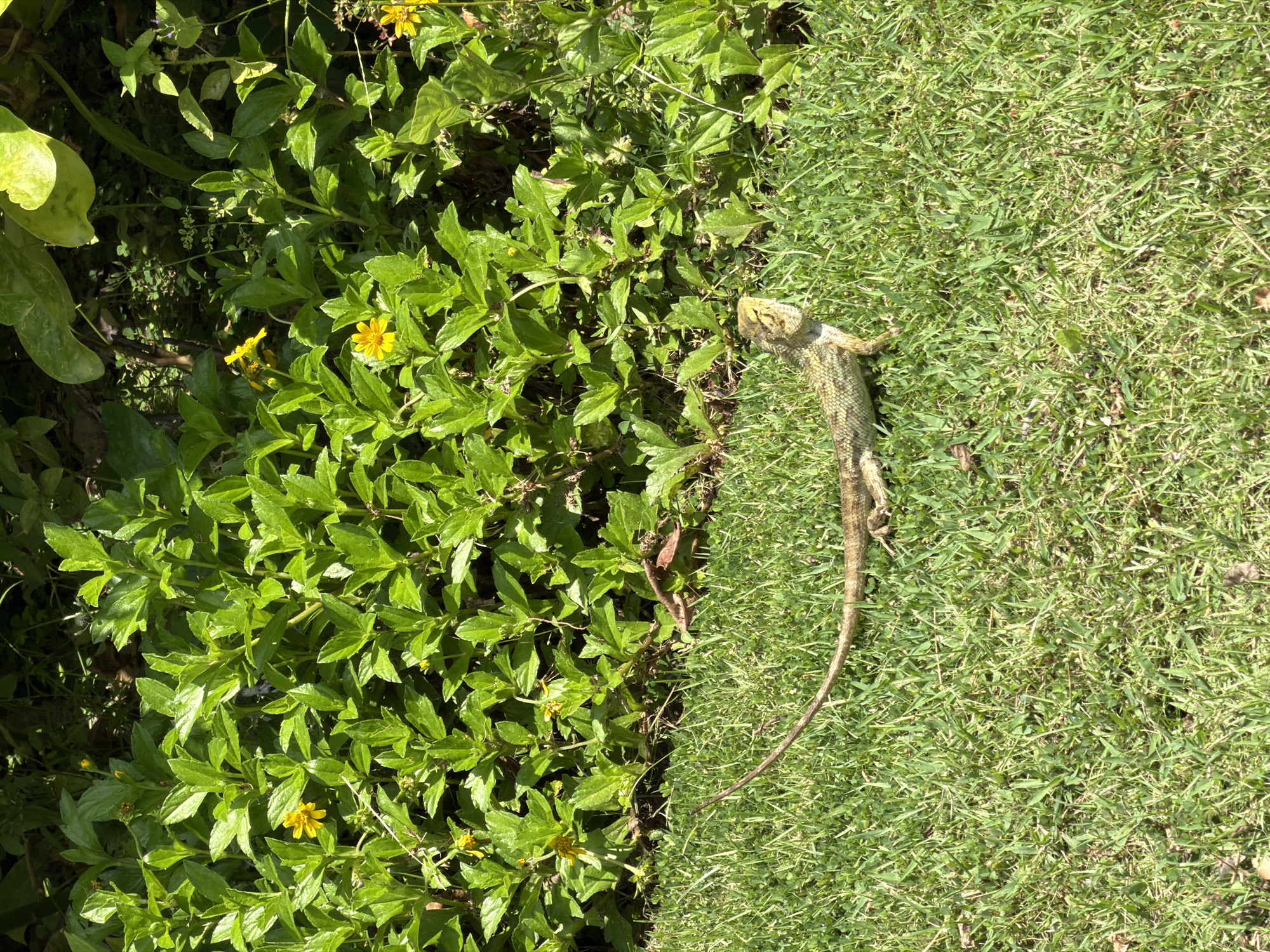 A lizard lies on green grass adjacent to green vegetation with yellow flowers. This photo was taken in Nusa Dua, Indonesia.