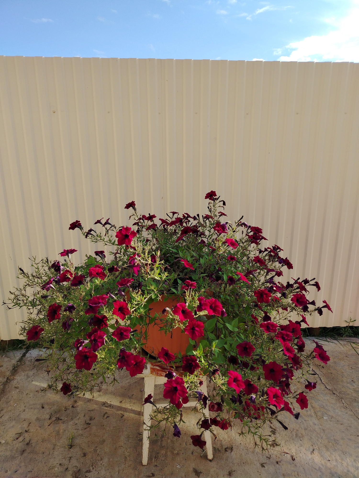 A large potted plant overflowing with dark red petunias sits on a white stool on a concrete patio in front of a beige corrugated metal fence under a bright blue sky with scattered white clouds. The petunias are vibrant, with many blooms cascading over the sides of the pot. The fence is tall and extends across the entire background of the image, with the sky visible above it. The patio surface is rough and uneven, with some debris scattered on it. The image appears to be taken outdoors on a sunny day. The location is specified as Rusalevka, Russia.
