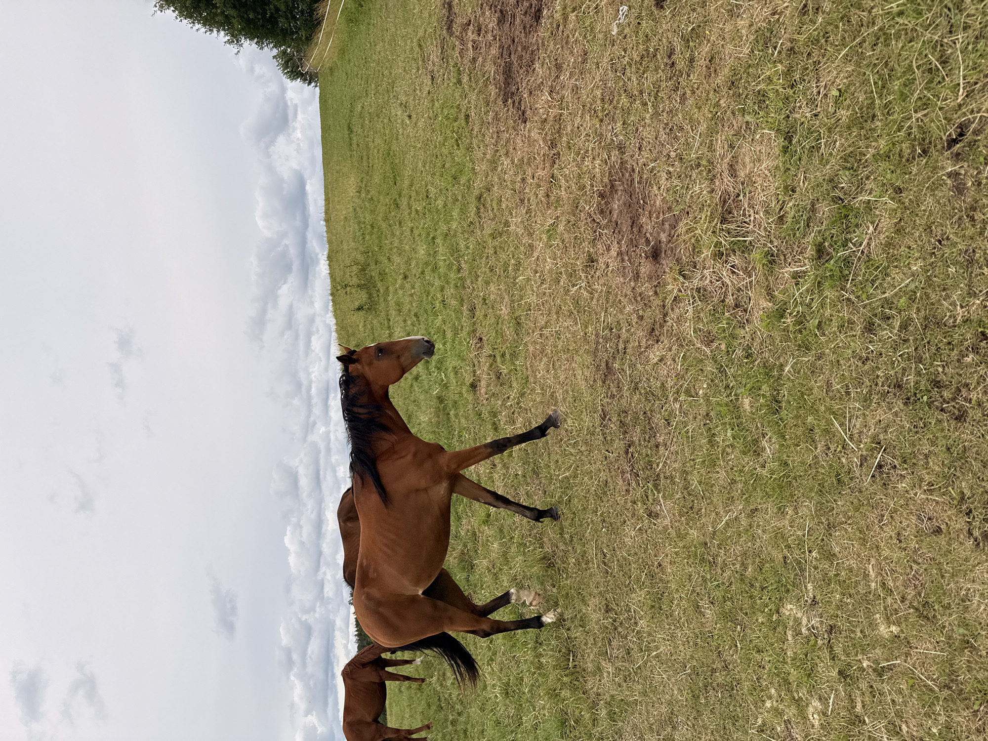 The media file is a rotated, outdoor photograph taken in a grassy field. The primary subjects are three horses. One horse, a bay, is in the foreground, positioned on its hind legs with its front legs extended. It has a dark mane and tail, and white markings on its legs. Two other horses, also bay, are visible in the background, partially obscured. The field is covered in green and dry grass, with some patches of disturbed earth. The sky is overcast with dramatic clouds. A white fence and trees are visible in the upper left portion of the image, suggesting the edge of the field or pasture. The lighting suggests it is daytime. The overall scene depicts horses in a natural, rural setting. There is no visible text in the image.