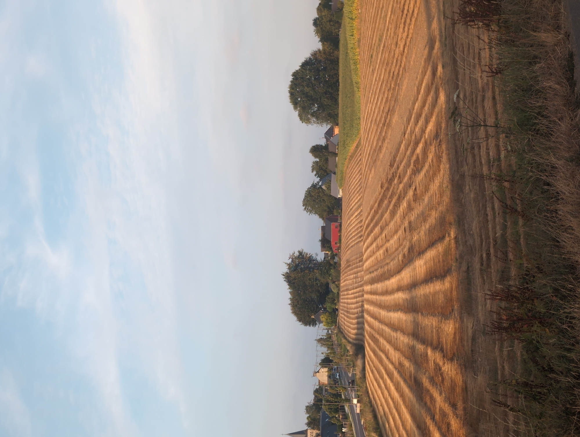 The image depicts a rural landscape under a partly cloudy sky in the commune of Alvimare, France. The foreground is dominated by a field of harvested crops, with the stalks laid out in neat, parallel rows. This suggests a recent agricultural activity, likely reaping or baling.
In the mid-ground, a road winds through the scene, bordered by trees and leading towards a small village. A few houses are visible, some with traditional architecture. A prominent church spire rises above the rooftops, indicating a central point of the village. Further into the scene, more trees and fields can be seen, with a cluster of buildings that might form part of a farm or hamlet. One building is distinctly painted red.
The lighting suggests it is either early morning or late afternoon, as the sunlight casts long shadows and bathes the landscape in a warm, golden hue. The overall atmosphere is peaceful and tranquil, conveying a sense of rural life. No people are explicitly visible in the image.