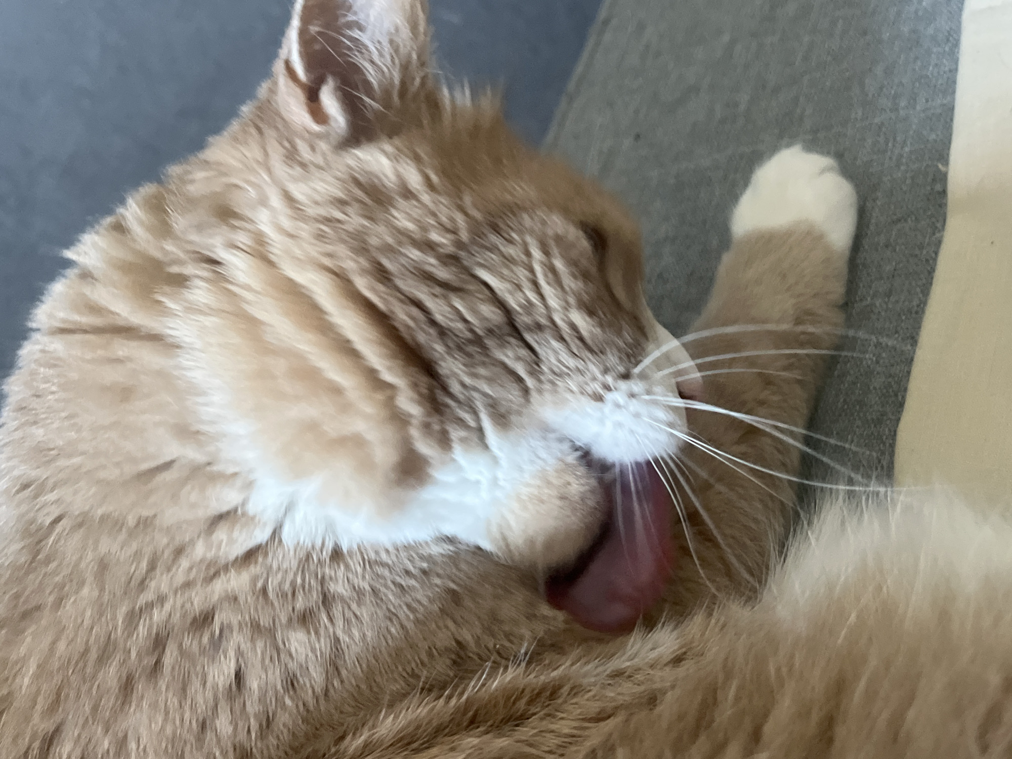 The image shows a close-up of an orange and white cat grooming itself. The cat's pink tongue is visible as it licks its fur. The cat is lying on a gray textured surface, possibly a sofa or a rug. The background is out of focus, showing a muted gray and beige color palette. There is no identifiable information in the image that would indicate a specific location in Yekaterinburg, Russia, or any other city. The image focuses solely on the cat and its action.
