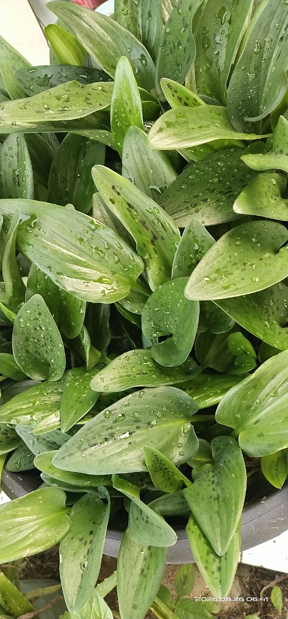 The image is a close-up, vertical shot of a cluster of lush, green plants with elongated, lance-shaped leaves. The leaves are variegated with lighter green stripes and speckled with dark green or brownish spots. Numerous water droplets are visible on the surface of the leaves, indicating recent watering or dew. The plants are densely packed together, creating a layered effect. The background is blurred, but it appears to be a dark pot or container, with hints of other foliage and a light-colored surface to the upper left. A timestamp in the bottom right corner reads "2026.08.26 06:41". The image does not depict any people, actions, or interactions, and its location within Matabu, Indonesia, is not evident from the visual information provided.