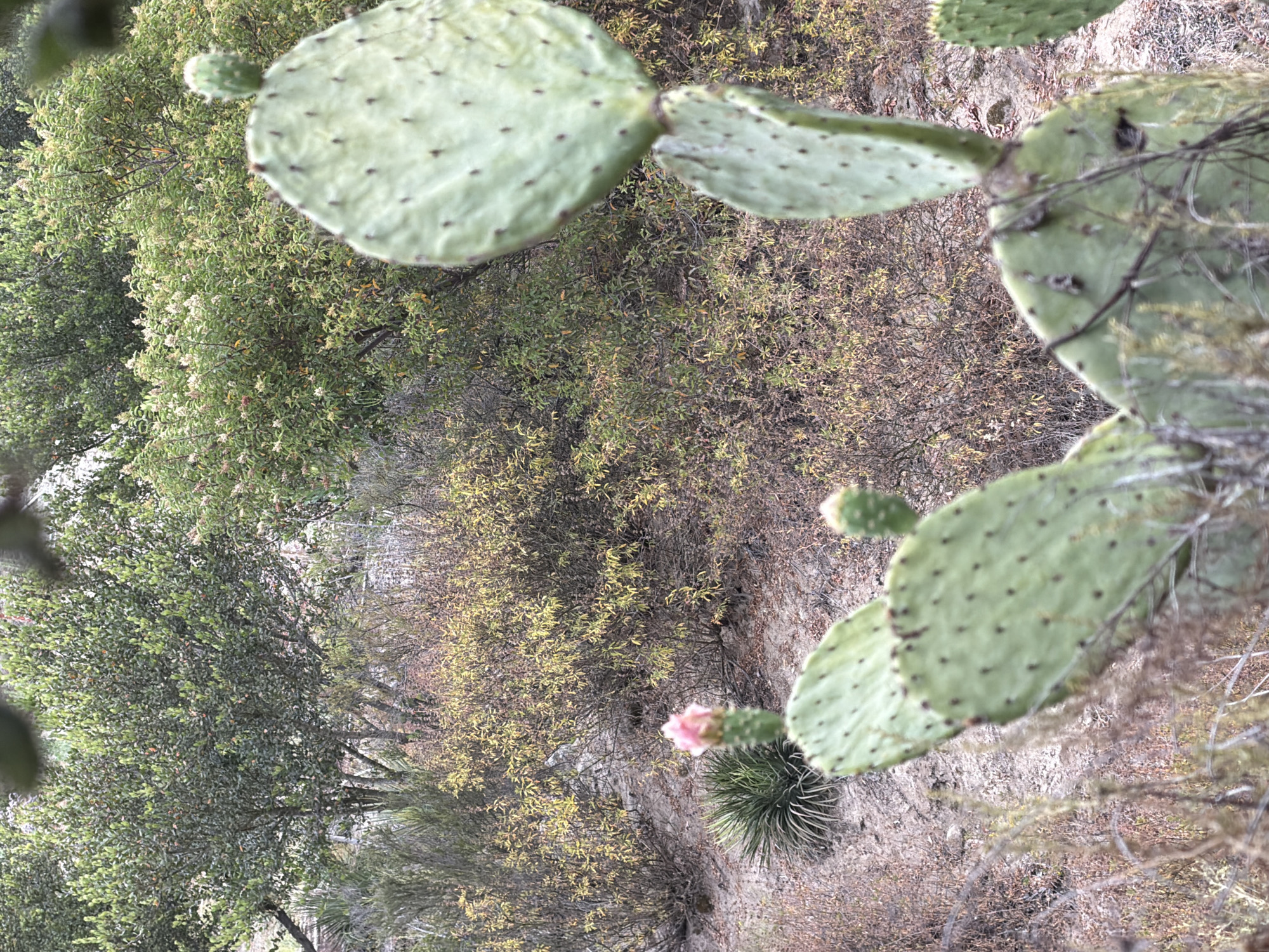 This media file is a vertical photograph of a desert landscape. The main subjects are prickly pear cactus pads, which are a pale green and dotted with dark areoles. A small pink flower is visible on one of the cactus pads, and a yucca plant is also present. The background consists of dry brush and rocky terrain, with some green trees and bushes further in the distance. The scene appears to be outdoors, likely in a dry, arid environment given the vegetation. The lighting suggests it might be daytime, possibly late afternoon or early morning due to the soft light. There is no visible text in the image. The overall mood of the image is natural and serene, highlighting the resilience of desert flora.