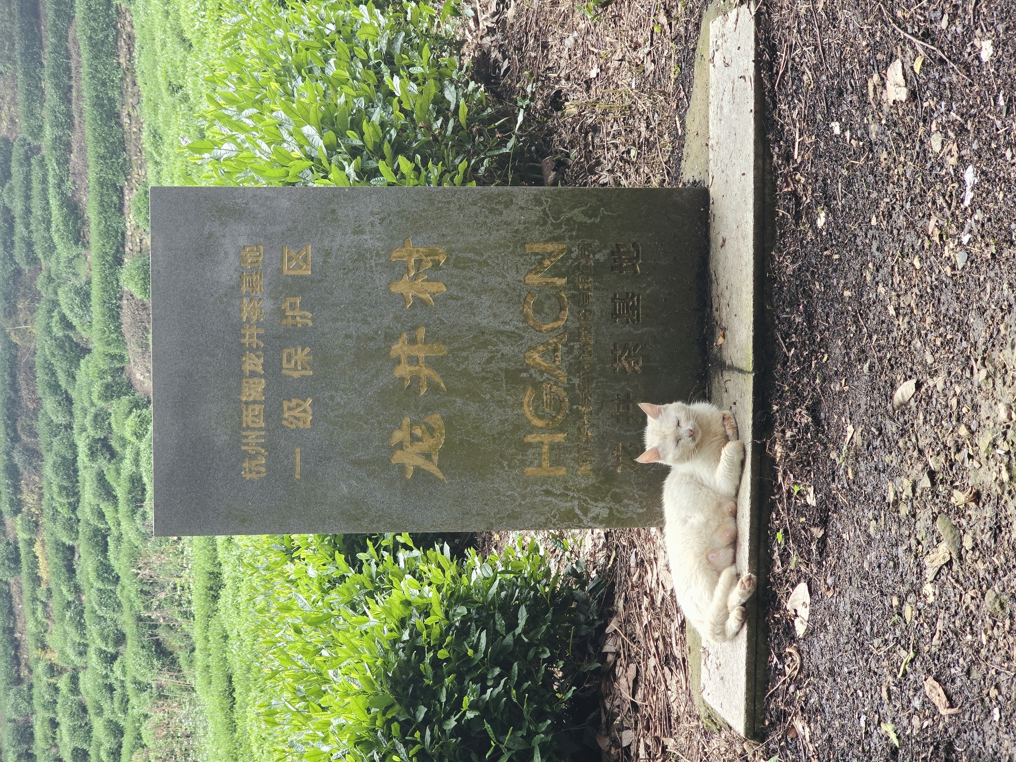 A white cat with closed eyes lies on a concrete slab in front of a stone monument in Xihu District, China. The monument is inscribed with Chinese characters and "HGACN" in gold lettering. Behind the monument, lush green tea bushes are terraced up a hillside. The ground around the monument is covered in dirt, fallen leaves, and twigs.