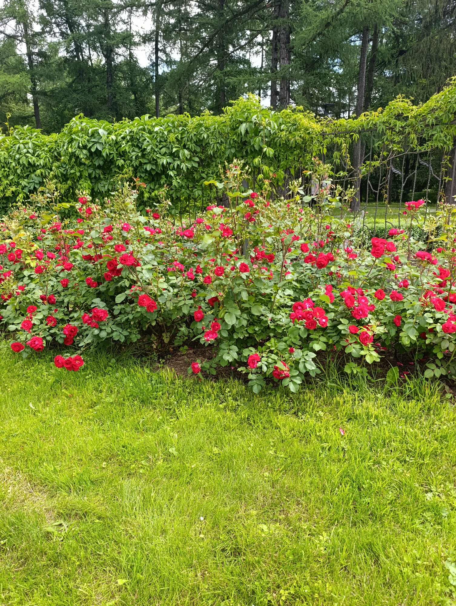 A densely blooming bush of red roses is situated in the foreground of the image, with a lush green lawn stretching out before it. Behind the rose bush, a thick green ivy hedge creates a wall of foliage, partially obscuring a wrought-iron fence. In the background, tall evergreen trees stand in a line, their branches reaching towards a slightly overcast sky. The scene appears to be a garden or park setting, likely in Moscow, Russia, given the architectural style of the fence and the presence of the specific types of trees commonly found in the region. No people are visible in the image. The lighting suggests it is daytime, possibly a slightly overcast day, with soft light illuminating the scene.